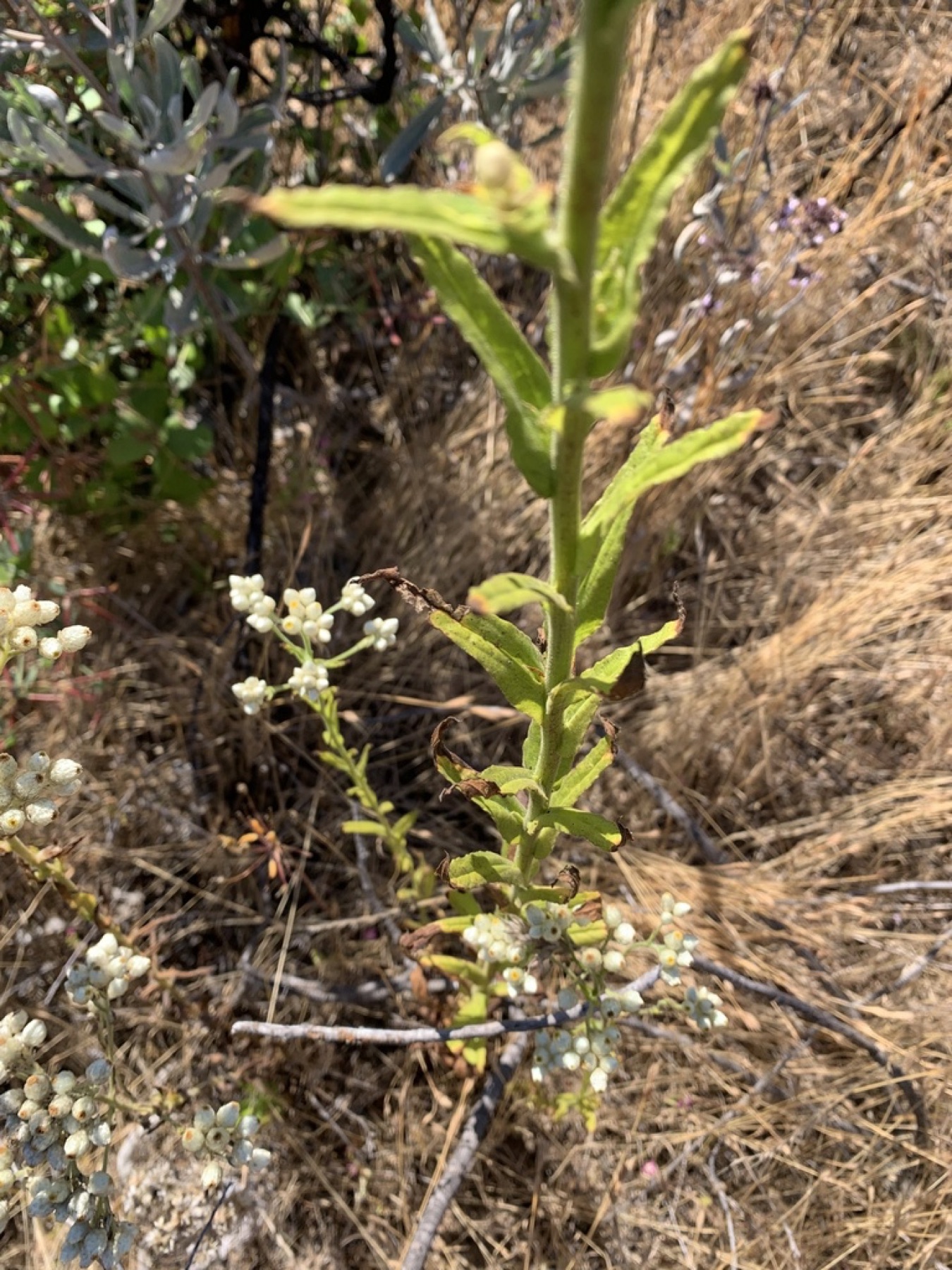 California Everlasting — photo 7