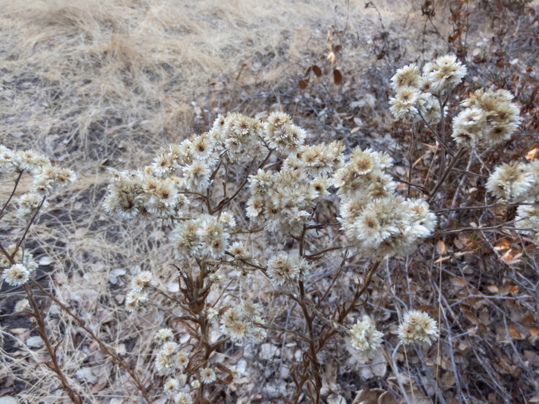 California Everlasting — photo 8