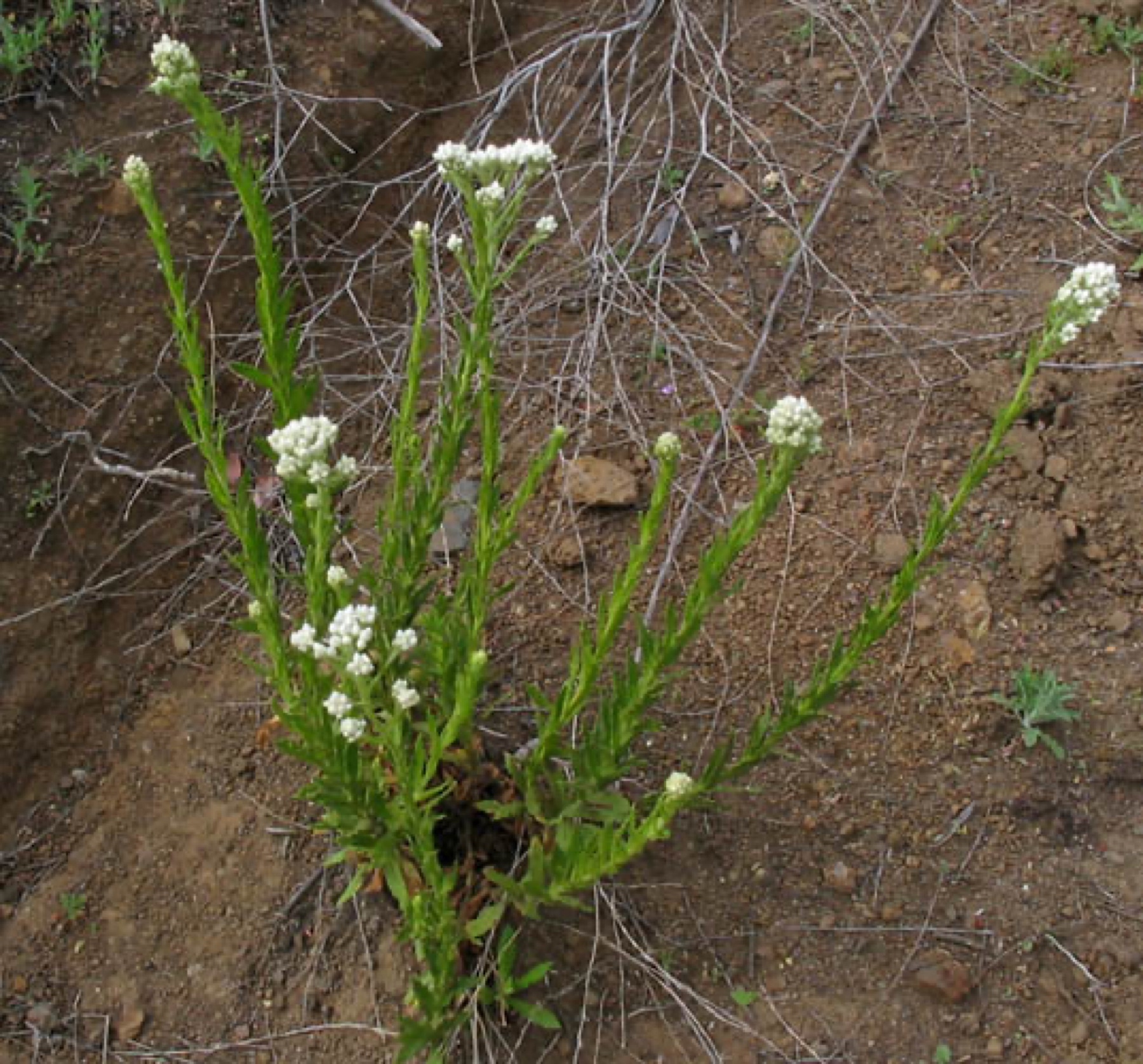 California Everlasting — photo 9