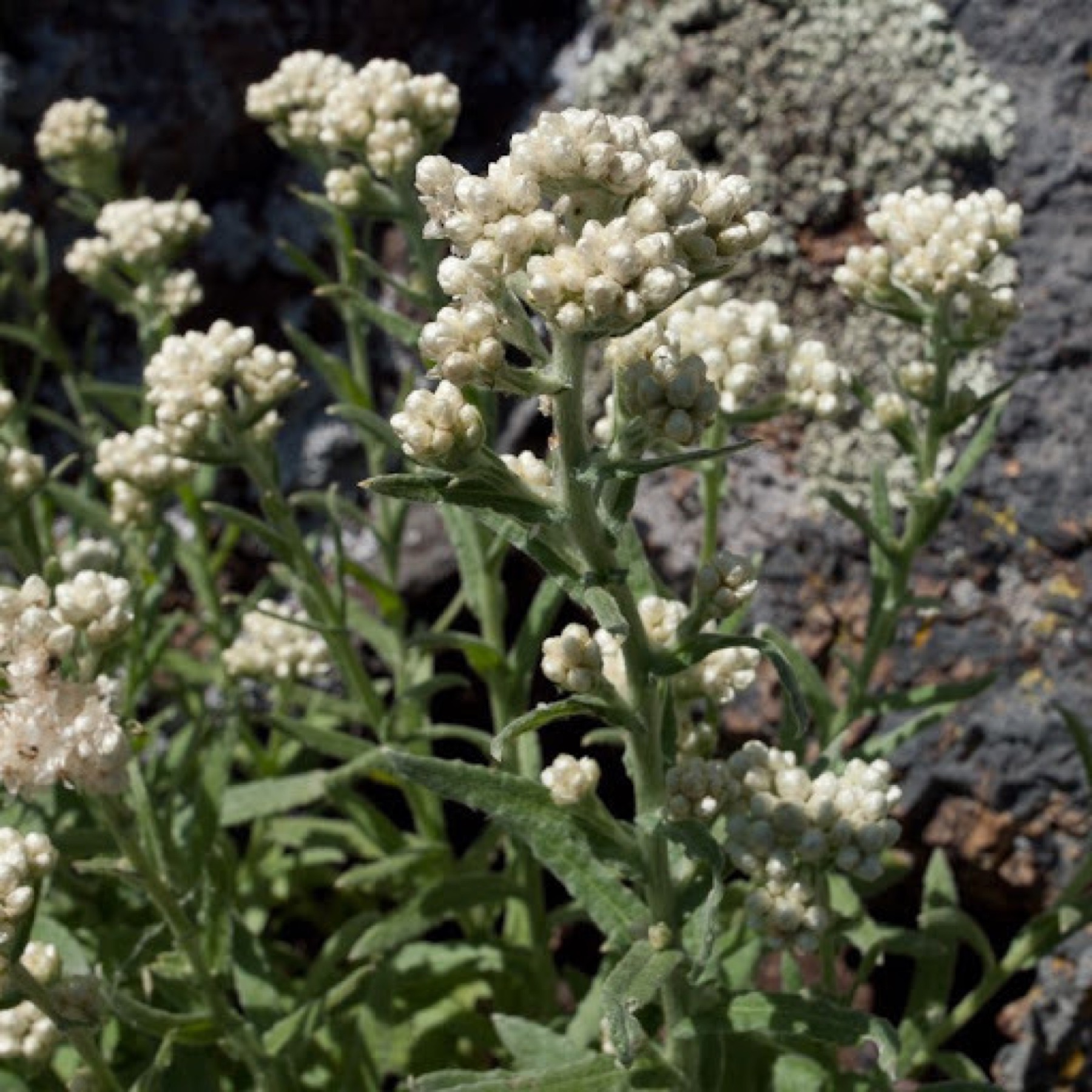 California Everlasting — photo 10