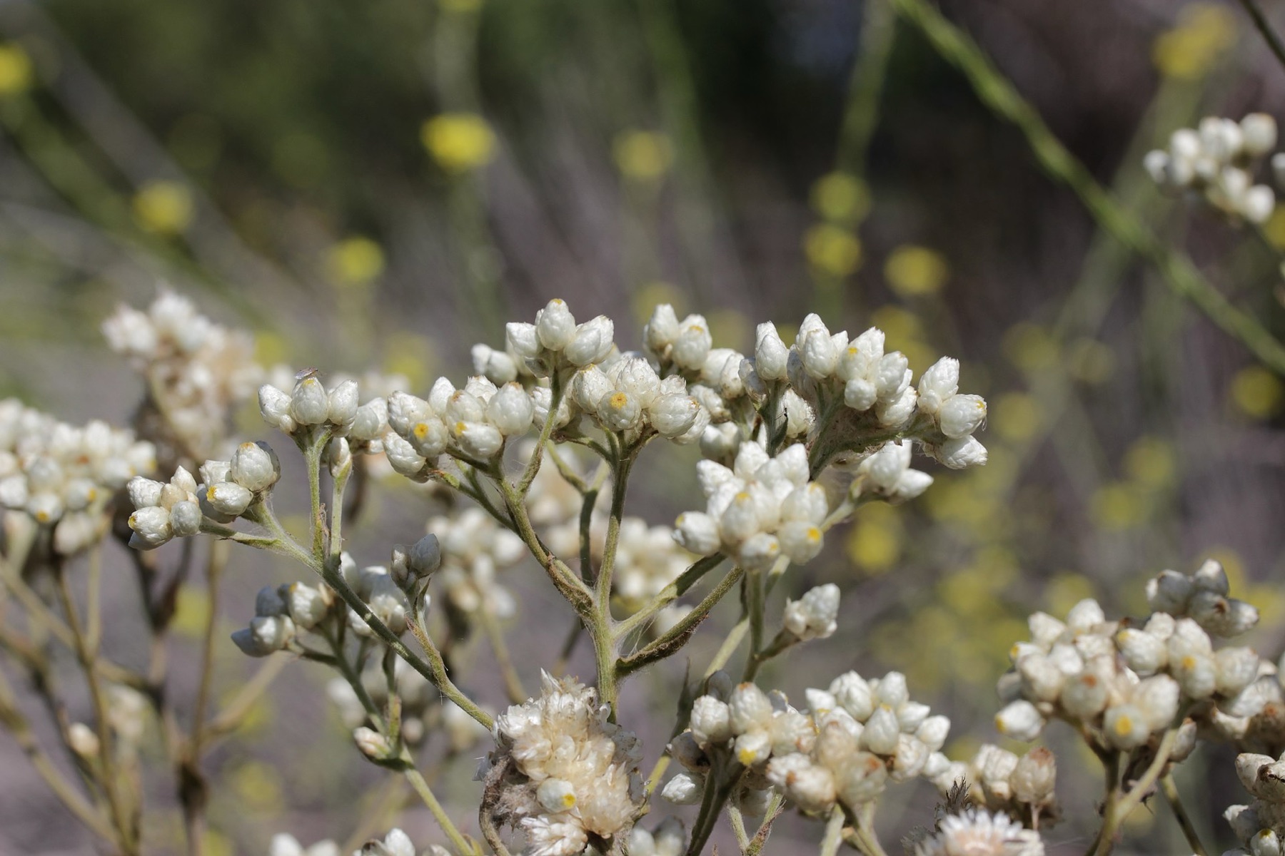 California Everlasting — photo 12