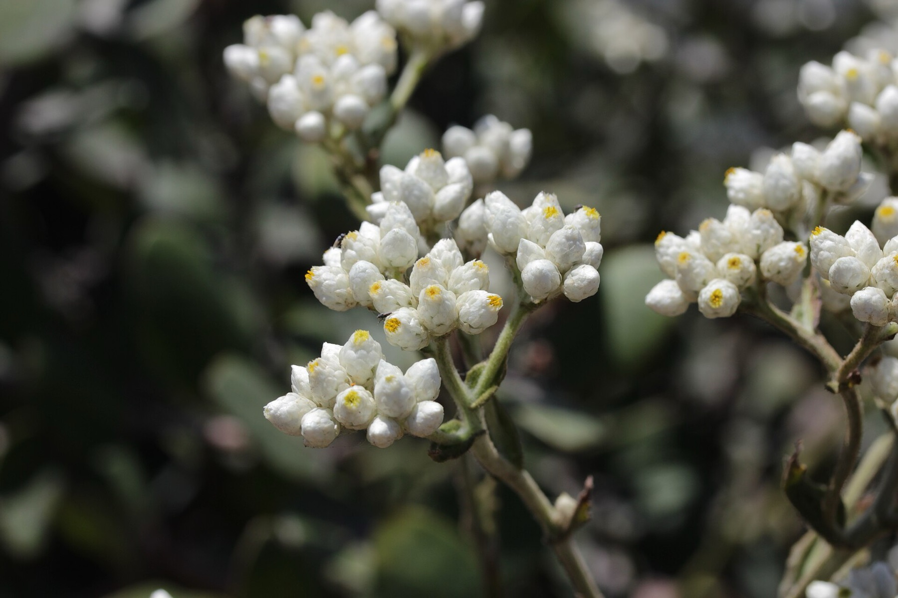 California Everlasting — photo 13