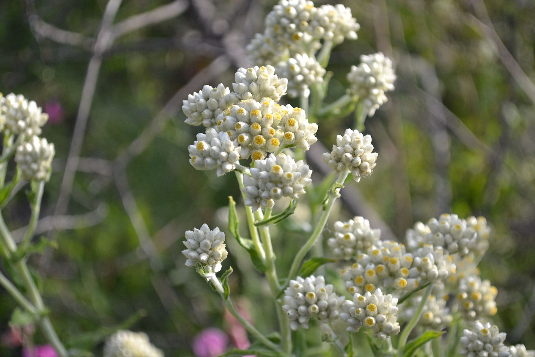 California Everlasting — photo 14