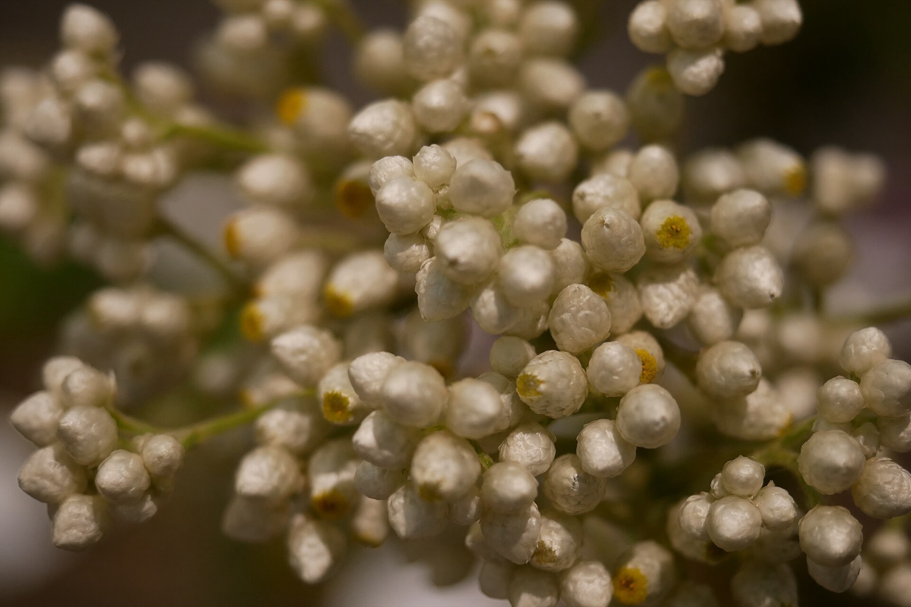 California Everlasting — photo 15