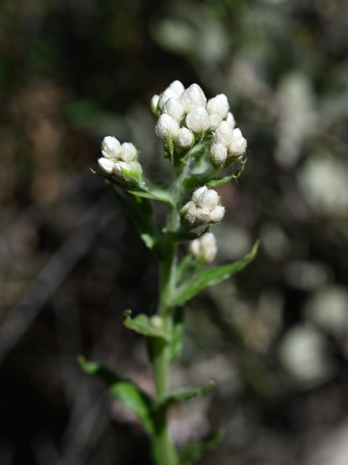 California Everlasting — photo 16