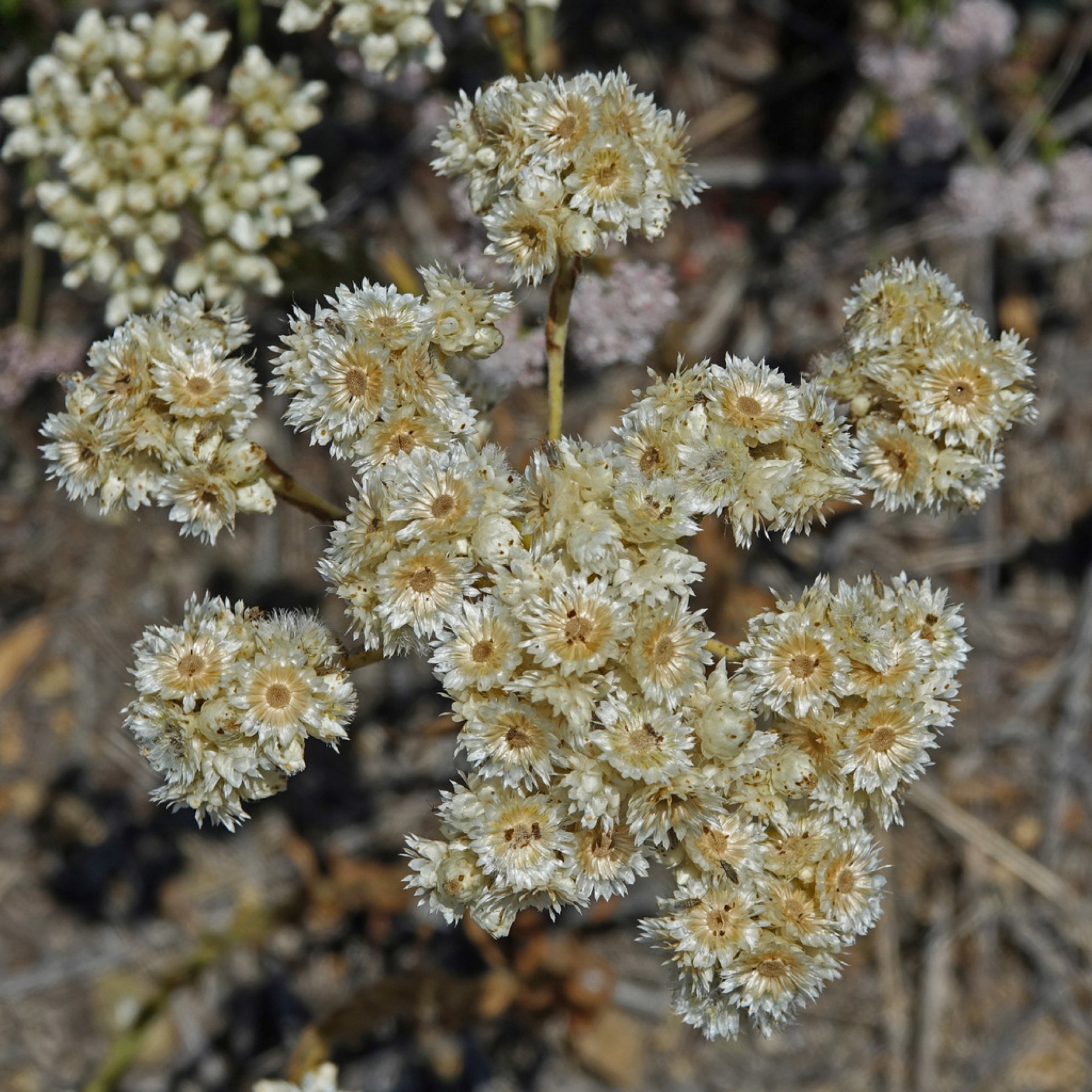 California Everlasting — photo 17