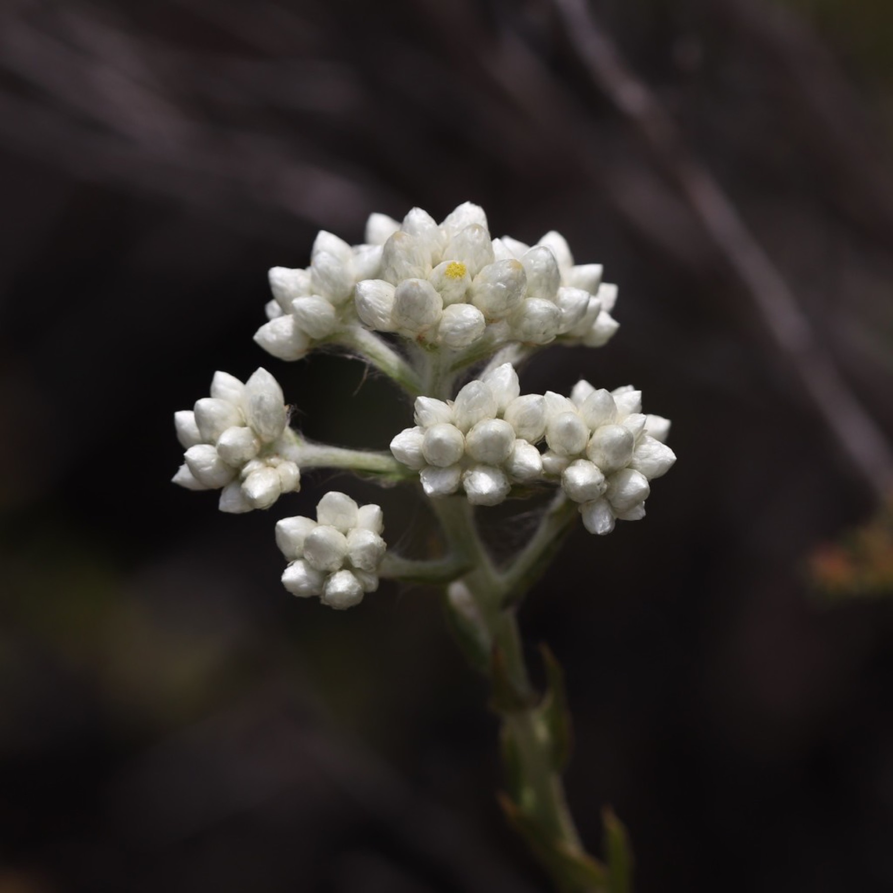California Everlasting — photo 18