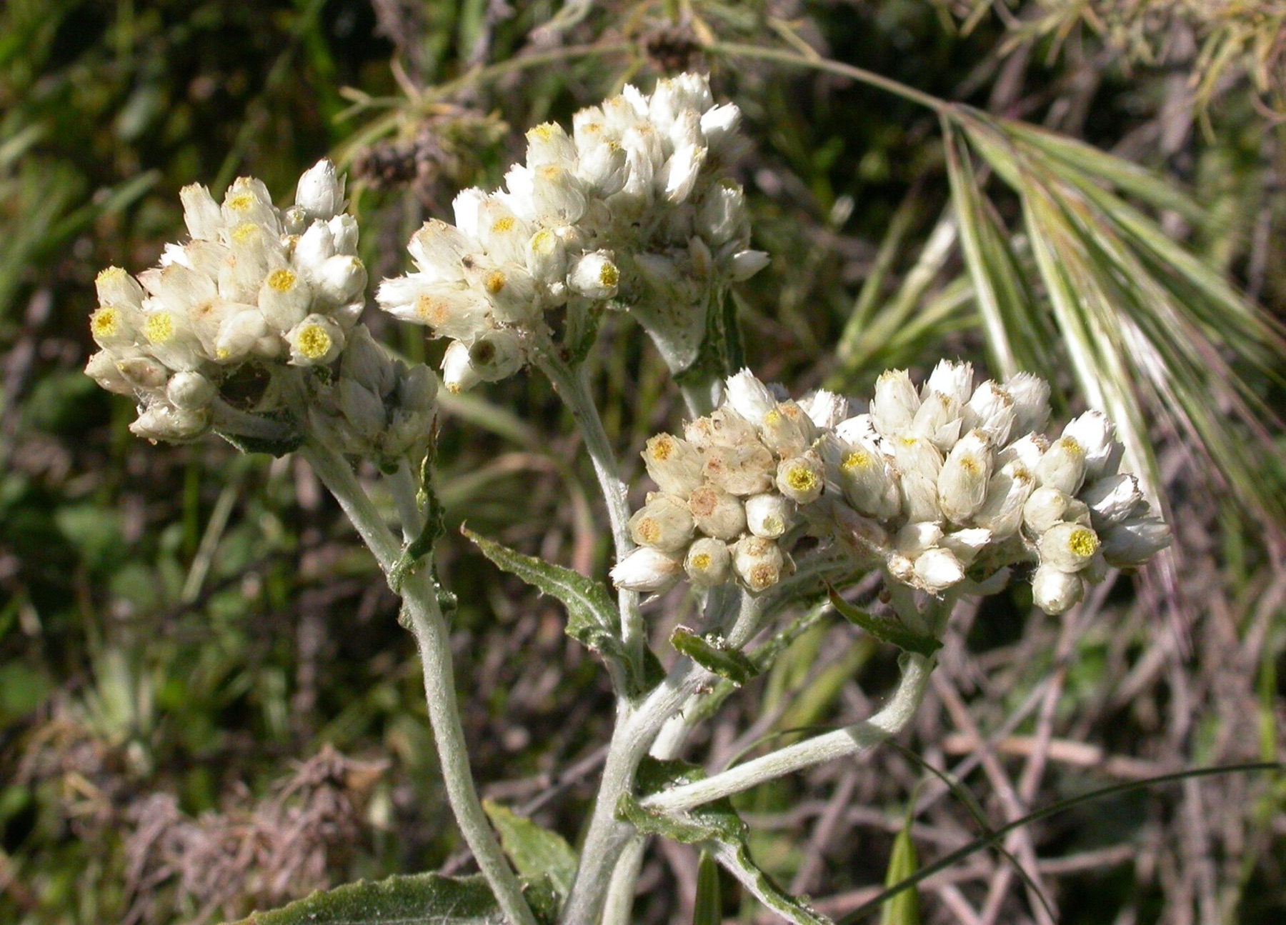 California Everlasting — photo 19