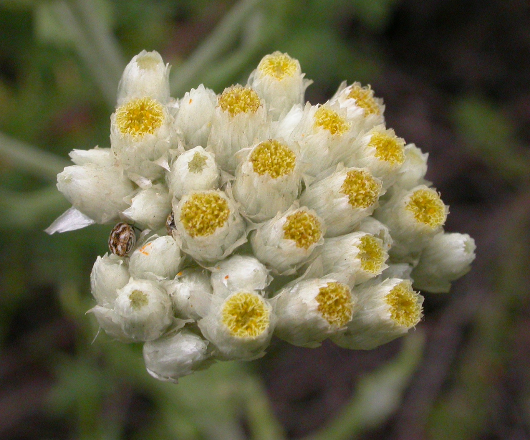 California Everlasting — photo 20