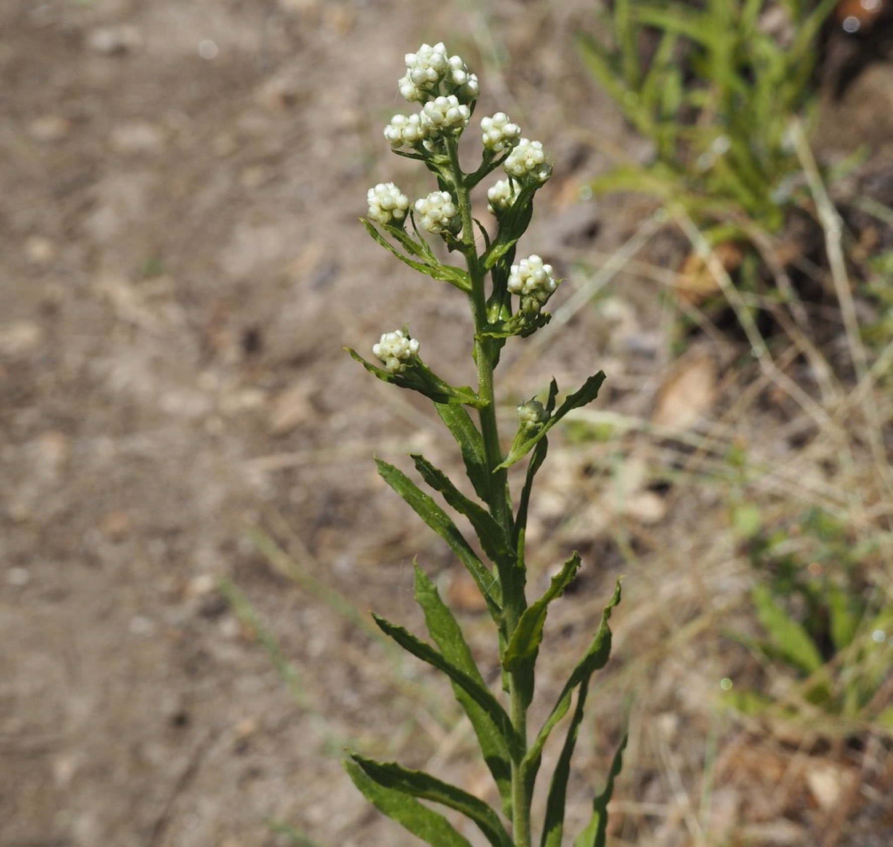 California Everlasting — photo 21