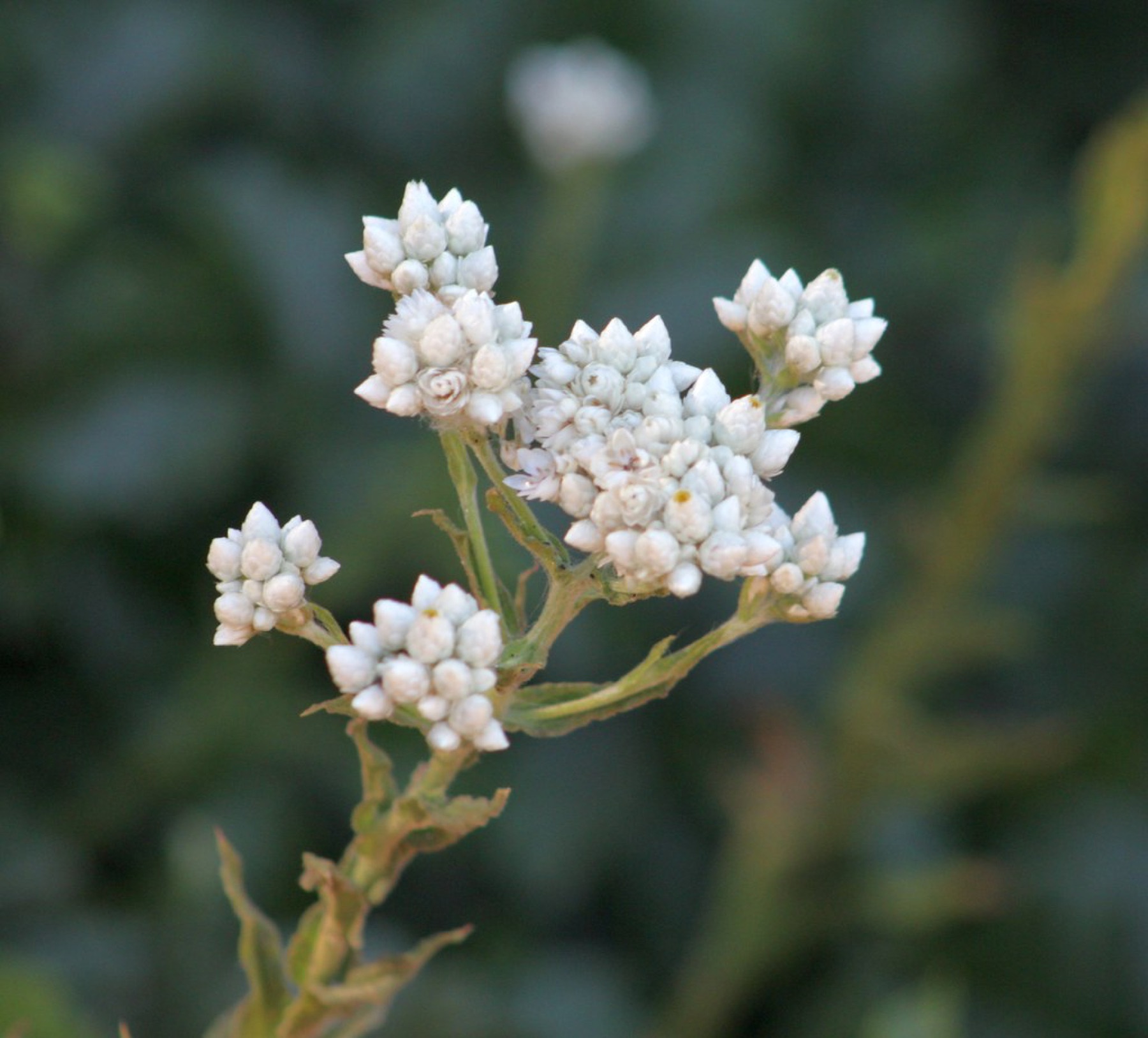 California Everlasting — photo 22