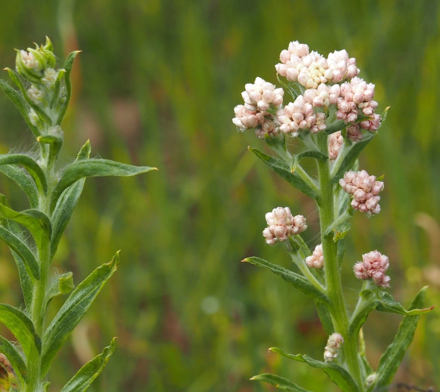 California Everlasting — photo 23