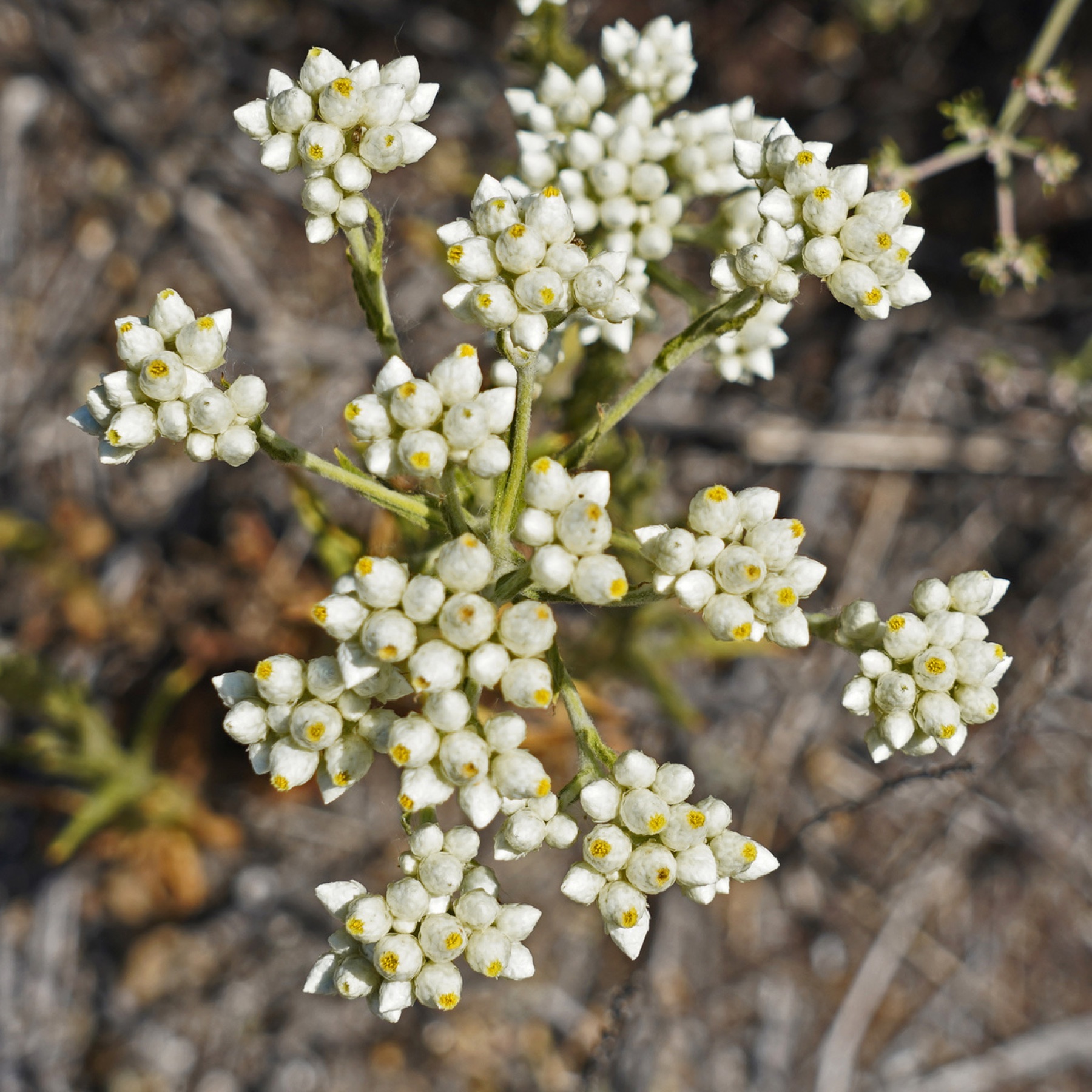 California Everlasting