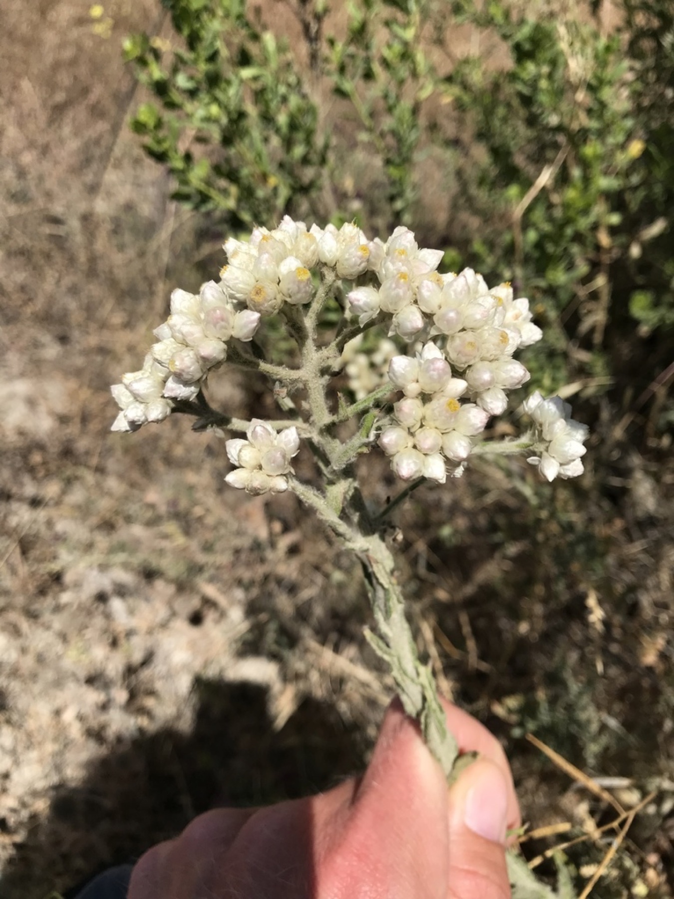California Everlasting — photo 3