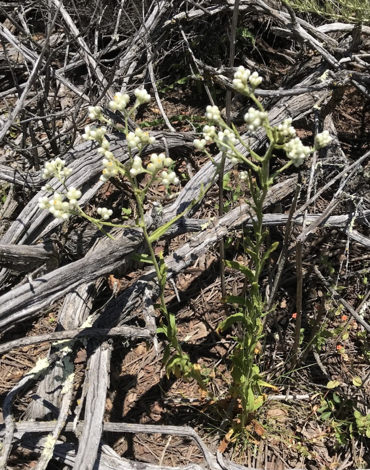 California Everlasting — photo 4