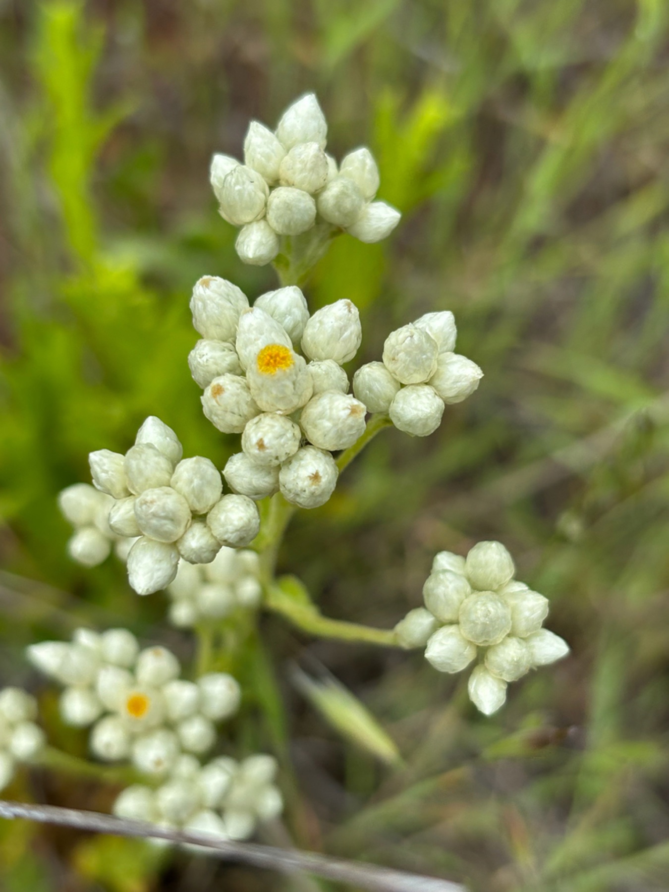 California Everlasting — photo 5