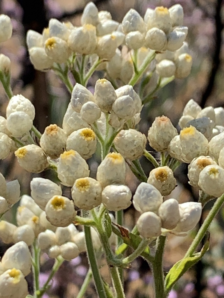 California Everlasting — photo 24