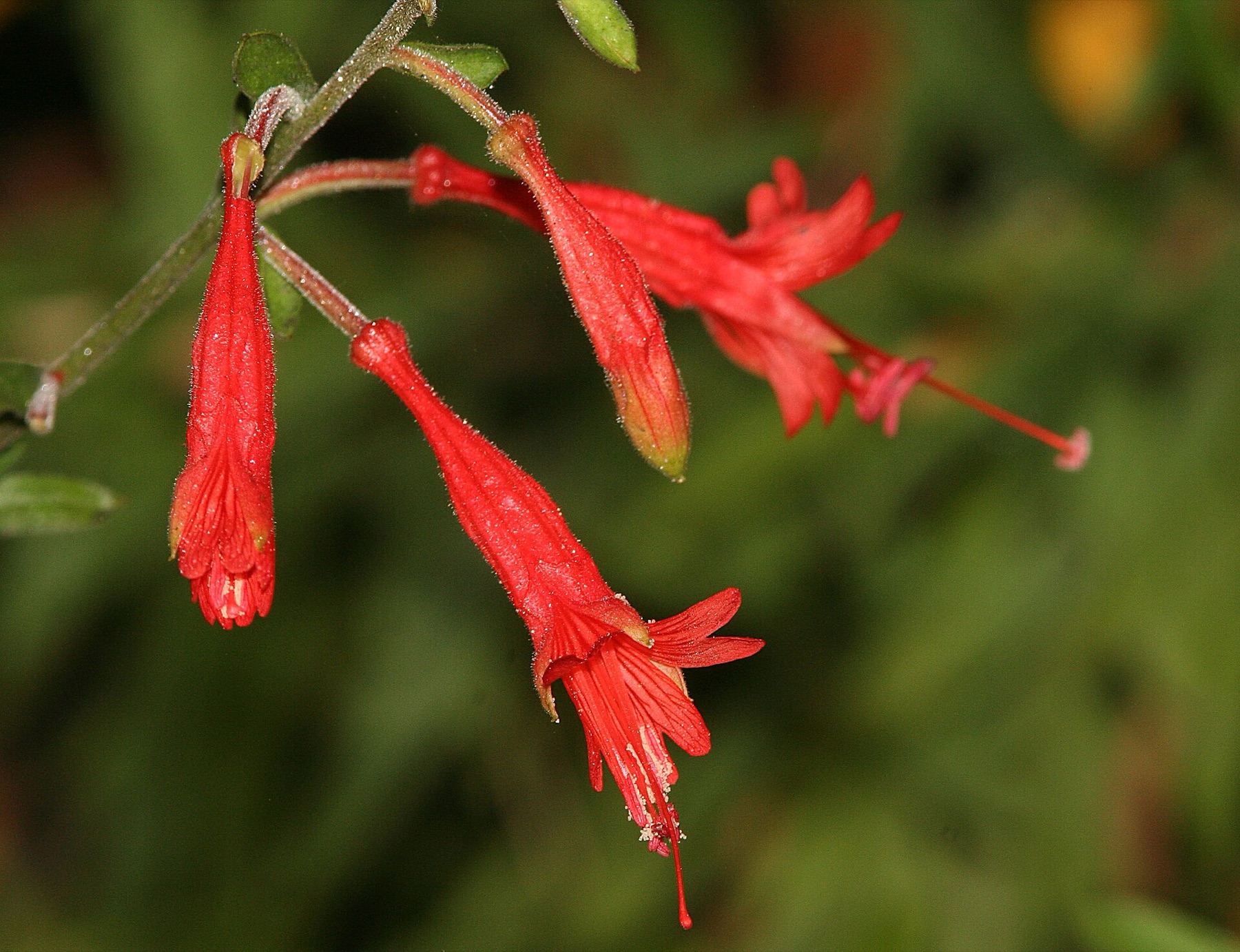 California Fuchsia — photo 6