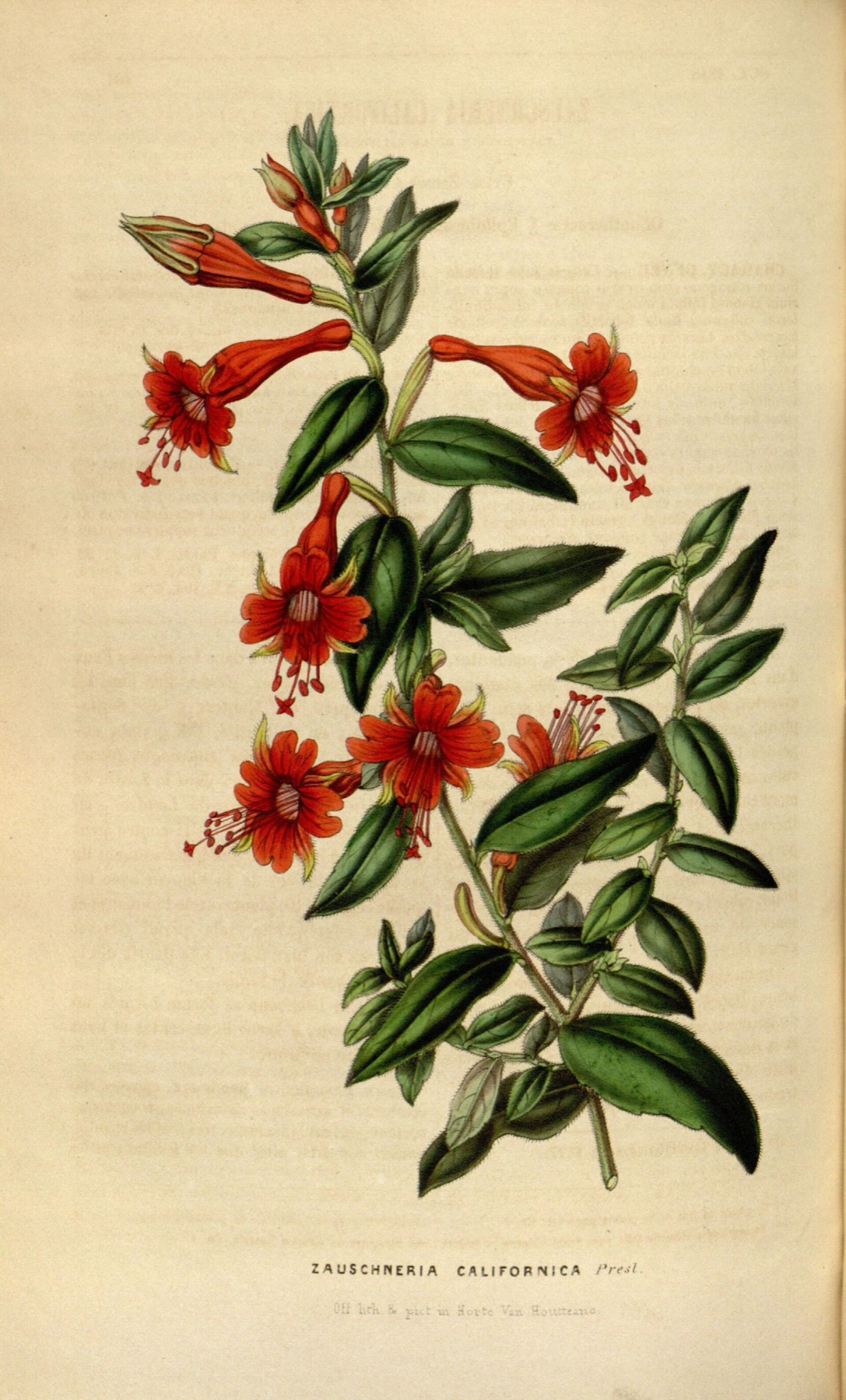 California Fuchsia — photo 8