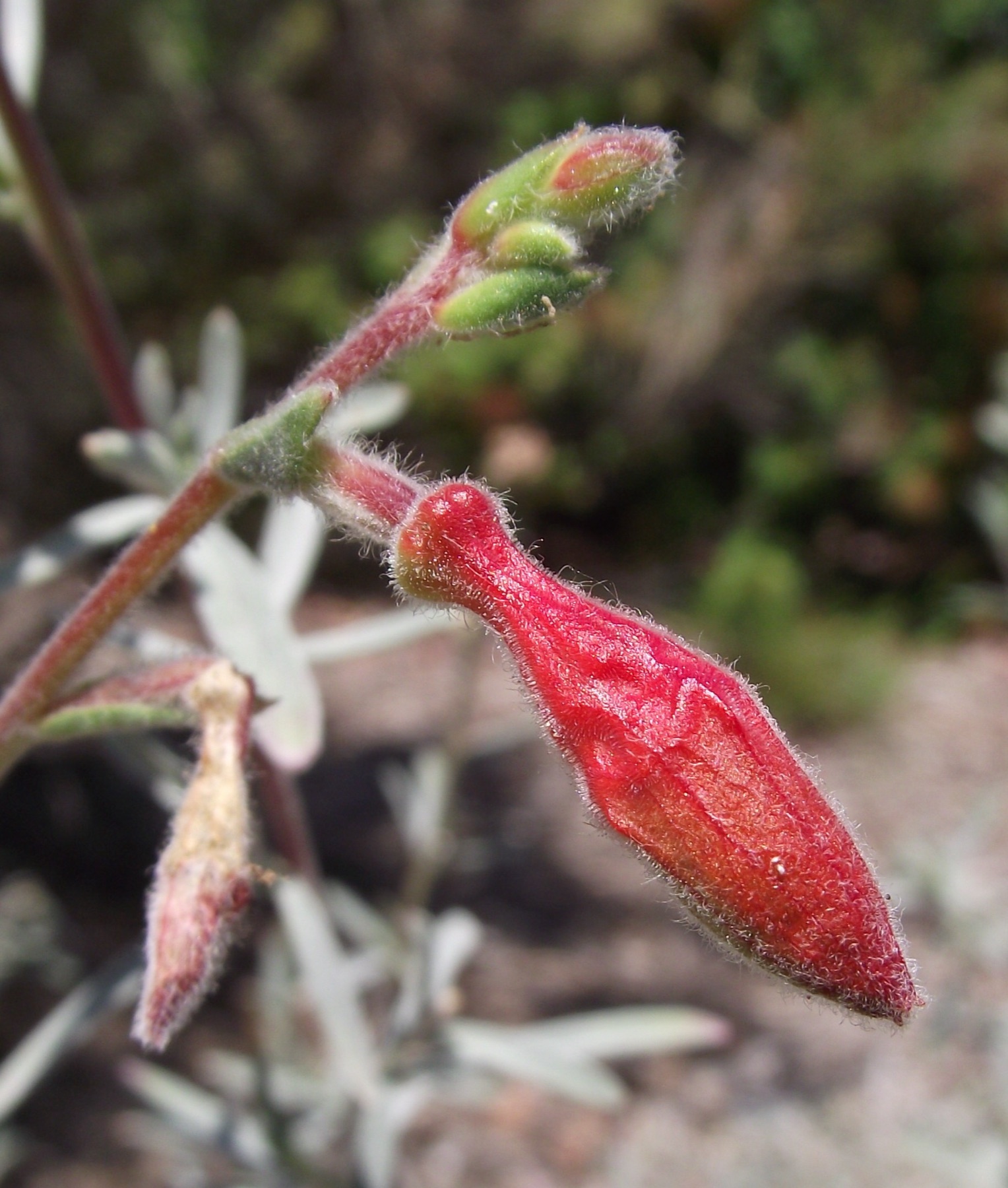California Fuchsia — photo 9