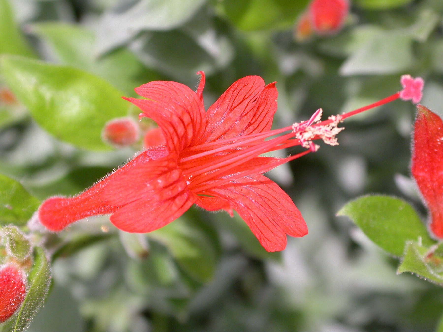 California Fuchsia — photo 10