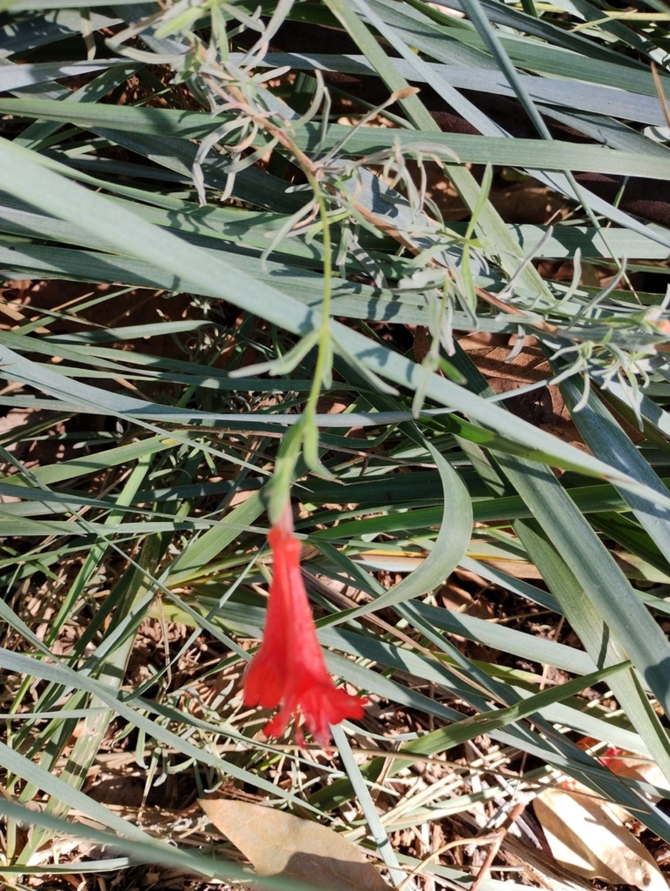 California Fuchsia — photo 11