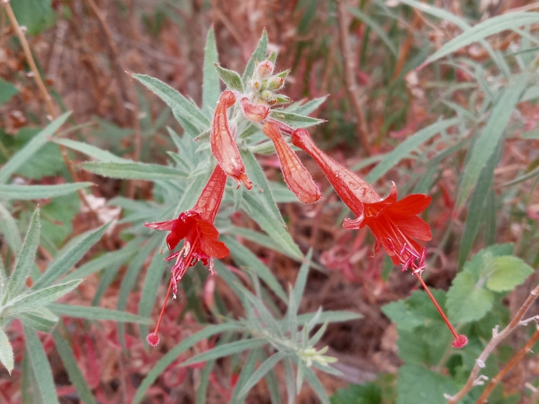 California Fuchsia — photo 12