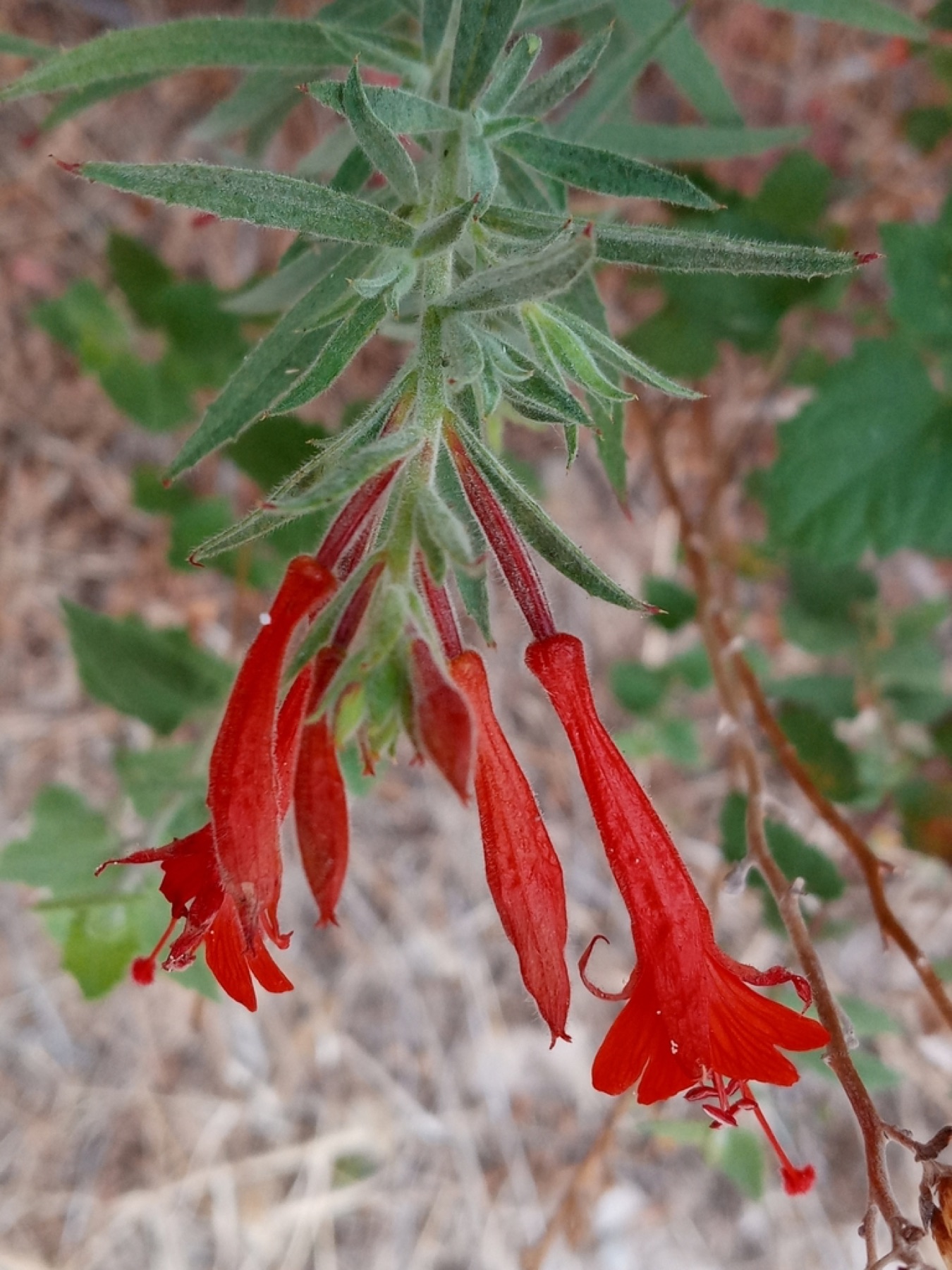 California Fuchsia — photo 13