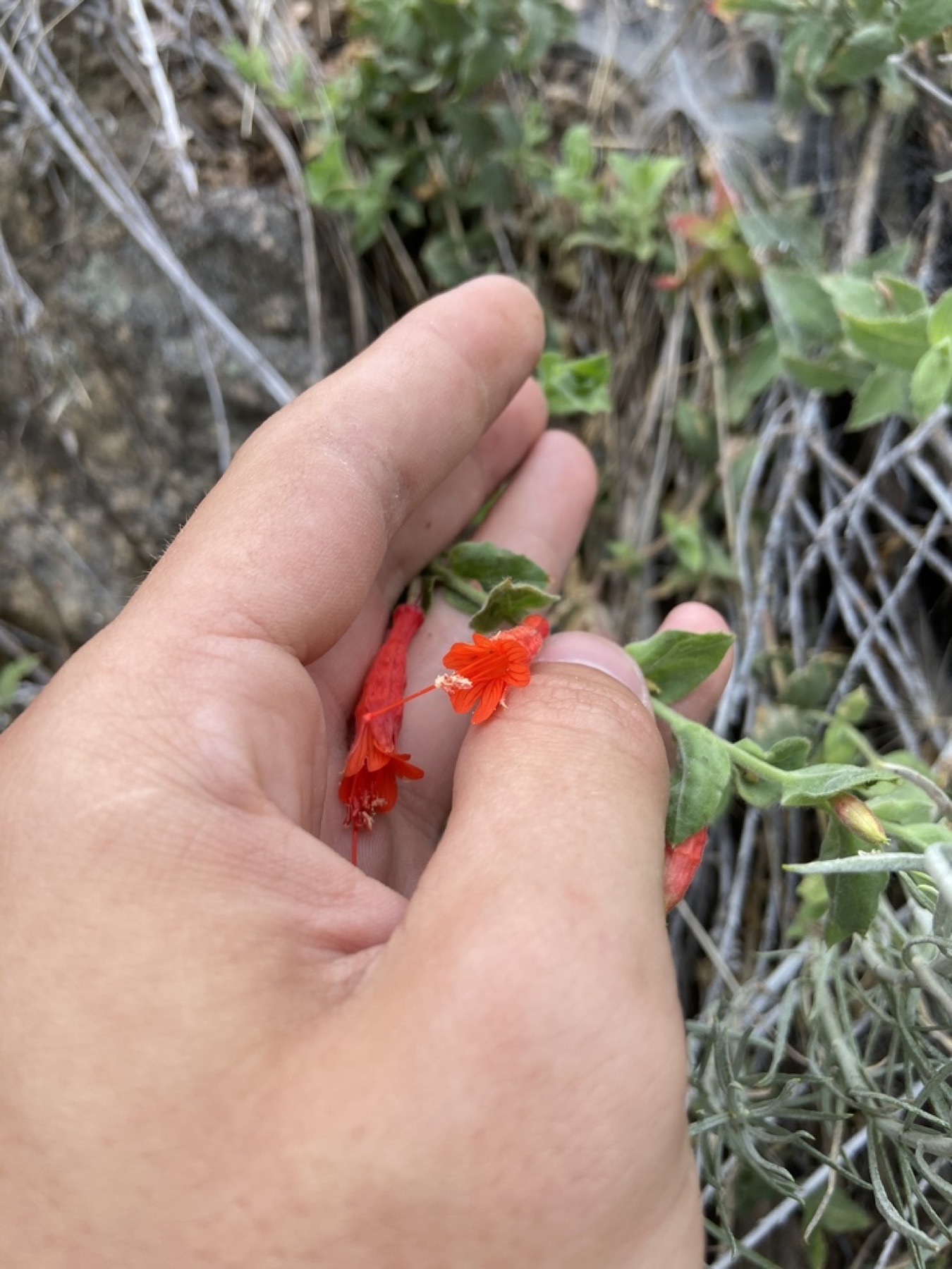 California Fuchsia — photo 14