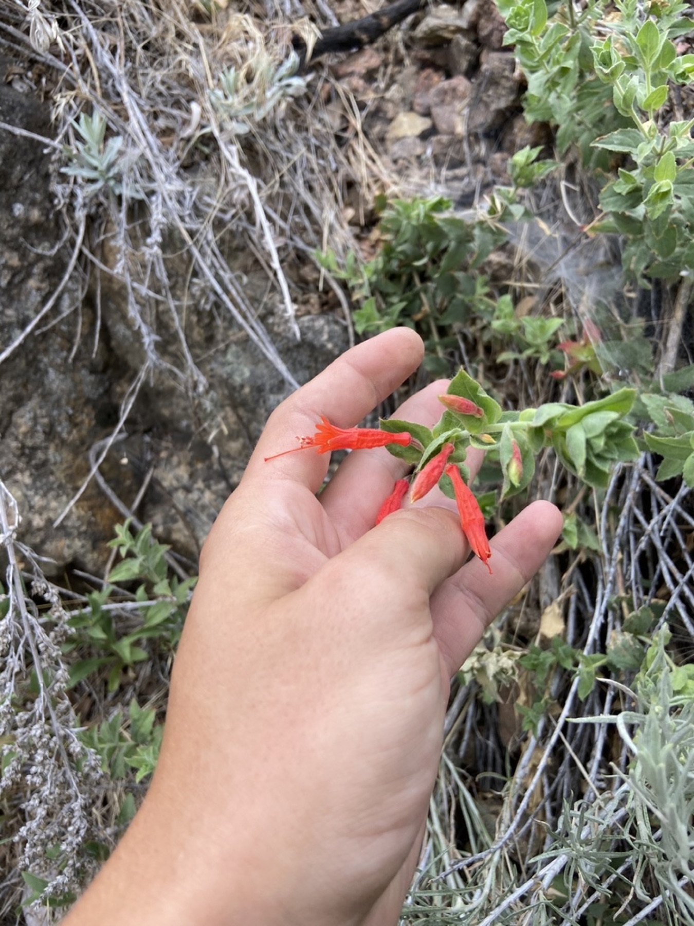 California Fuchsia — photo 15