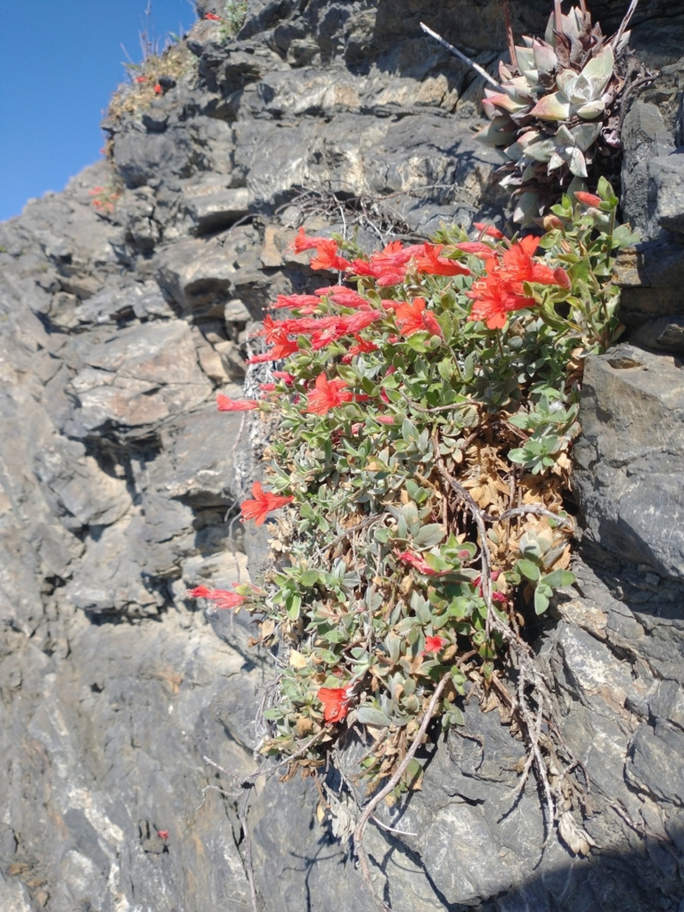 California Fuchsia — photo 16