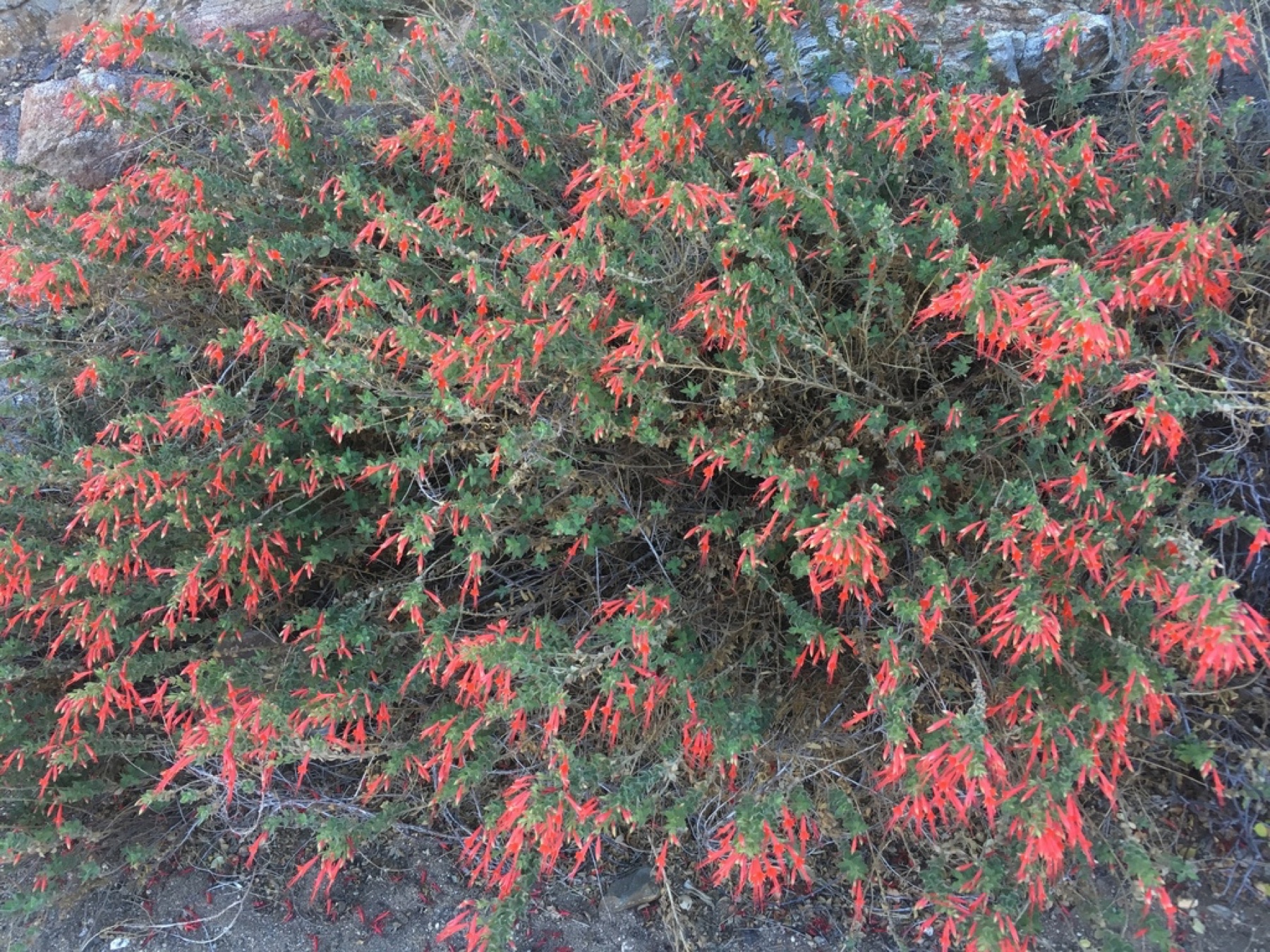 California Fuchsia — photo 17