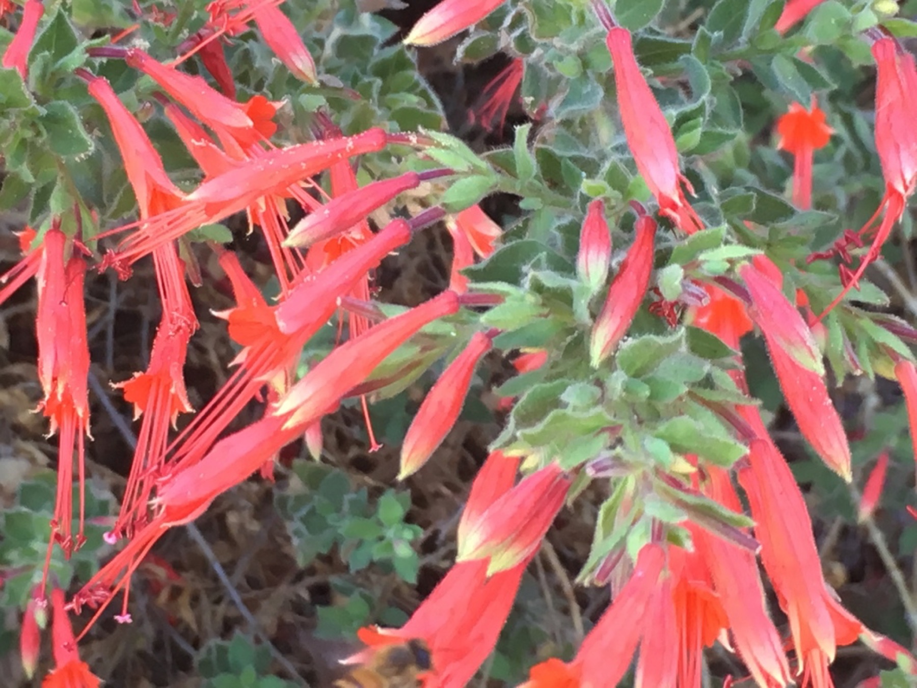 California Fuchsia — photo 18