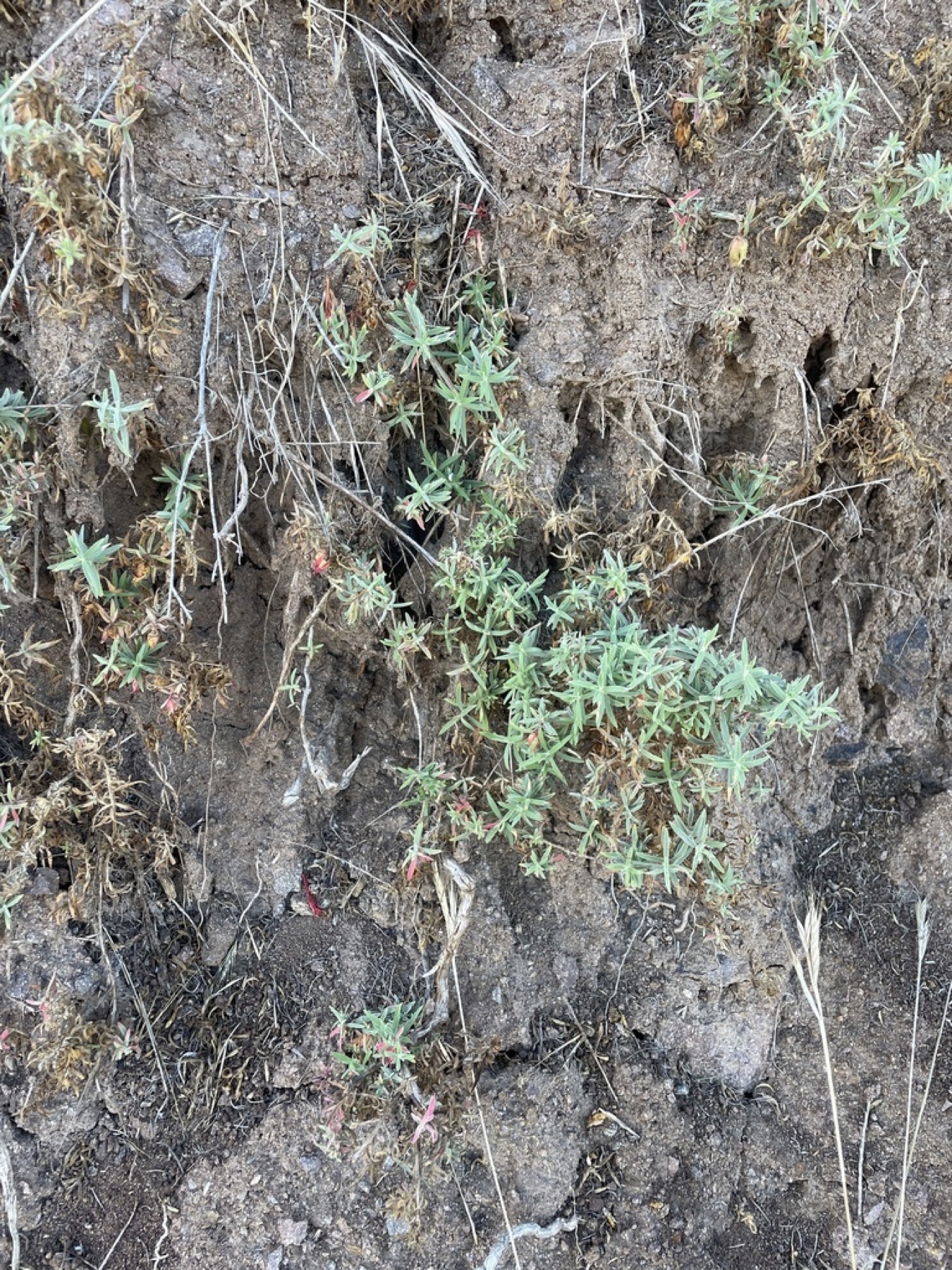 California Fuchsia — photo 19