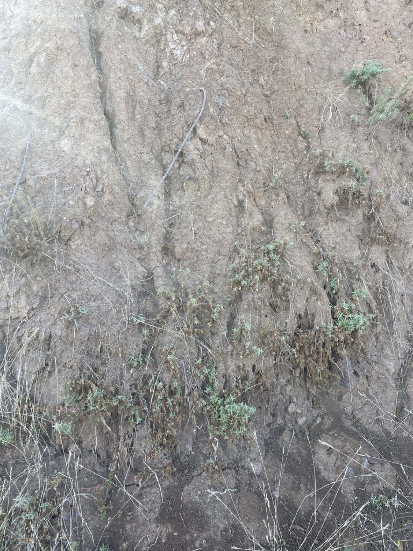 California Fuchsia — photo 20