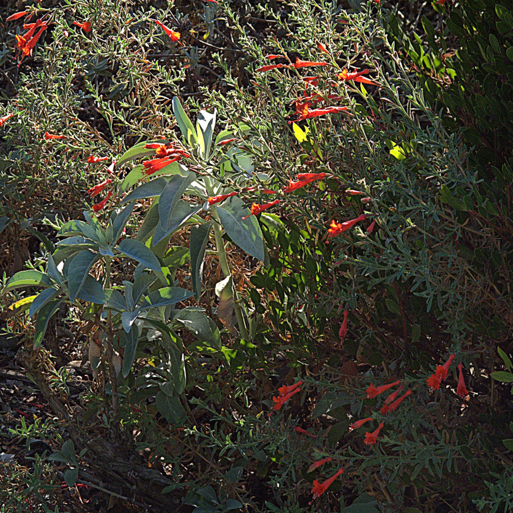 California Fuchsia — photo 21