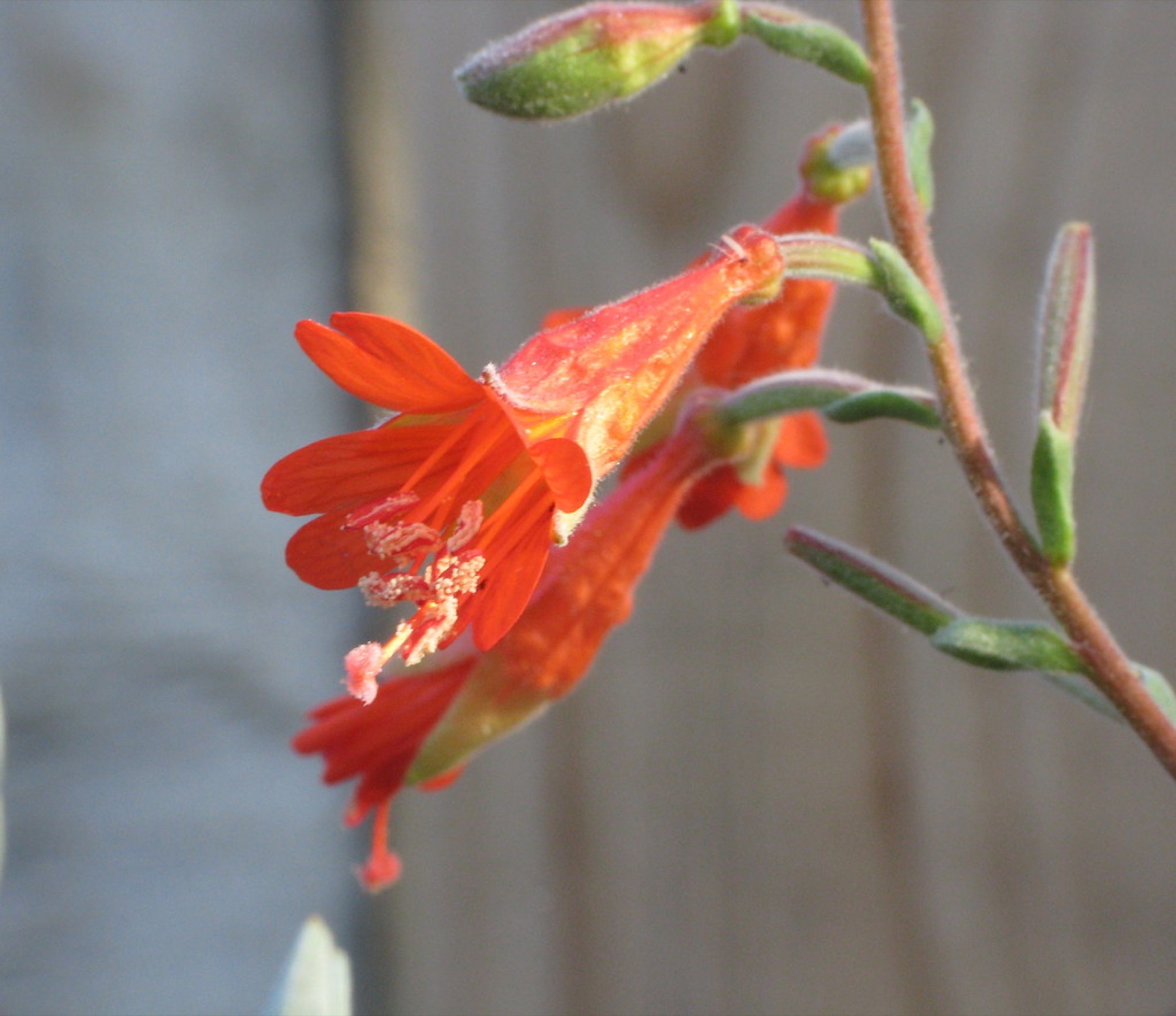 California Fuchsia — photo 22