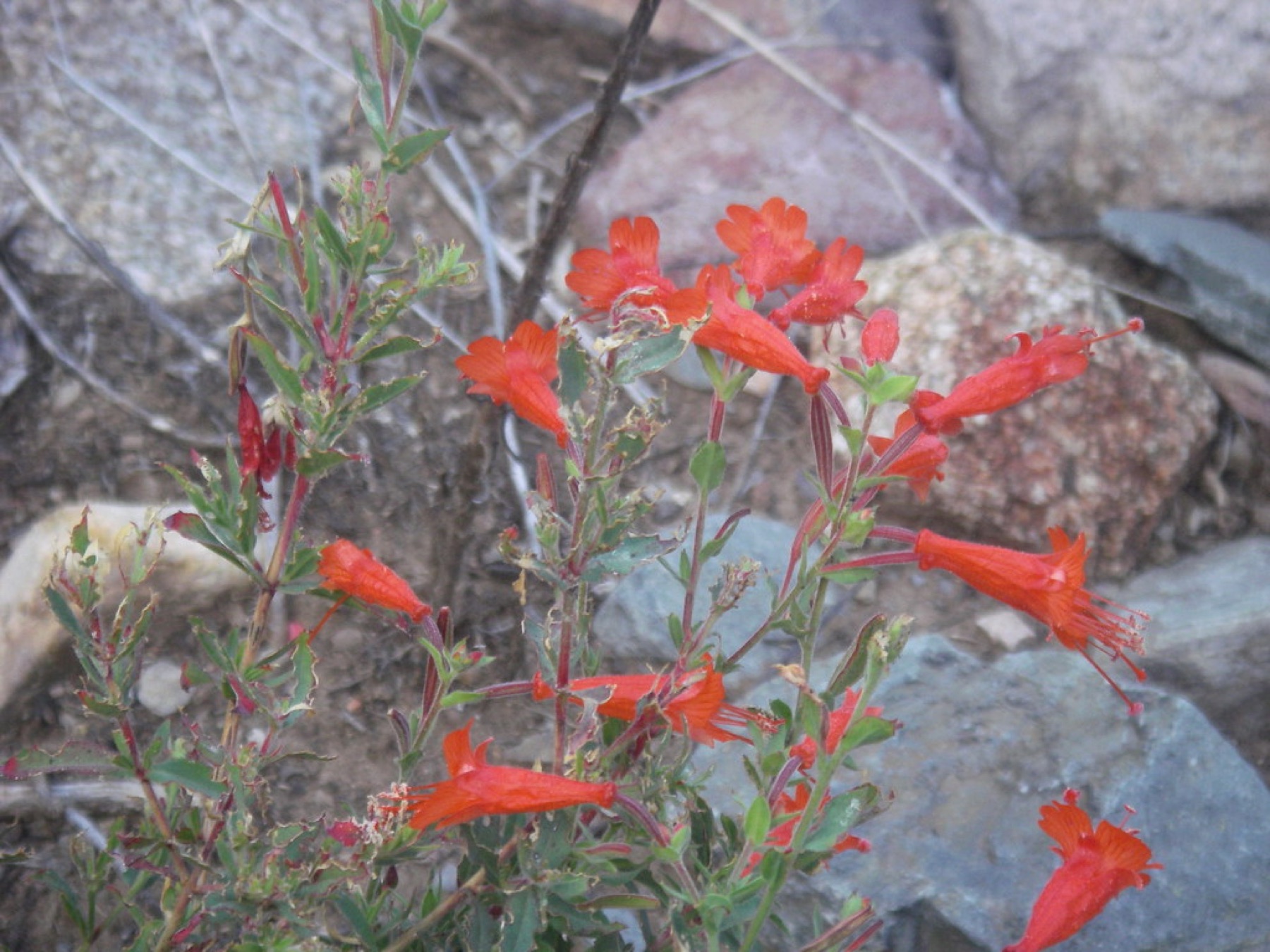California Fuchsia — photo 23