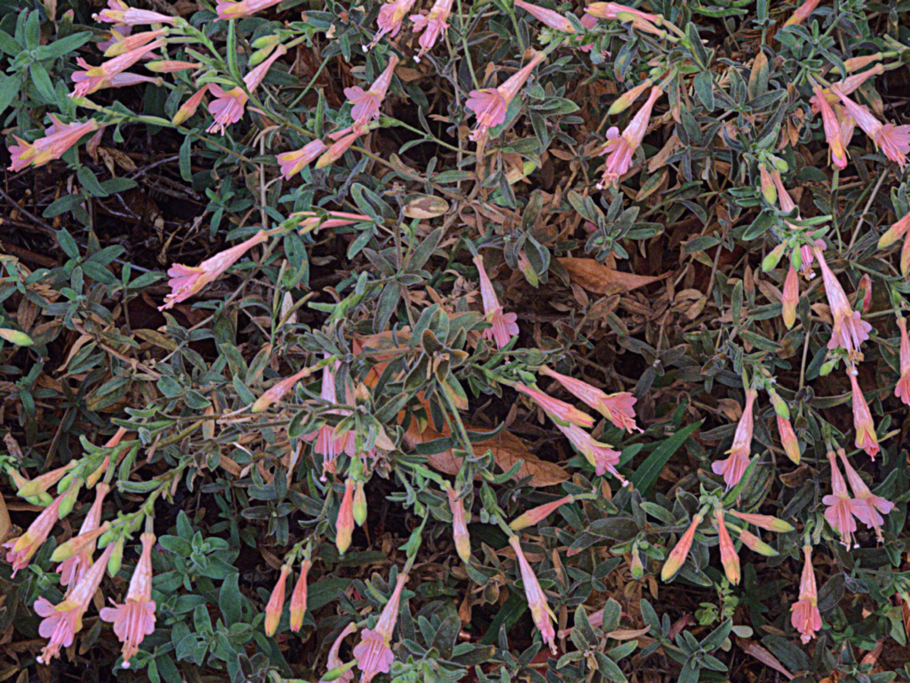 California Fuchsia — photo 24
