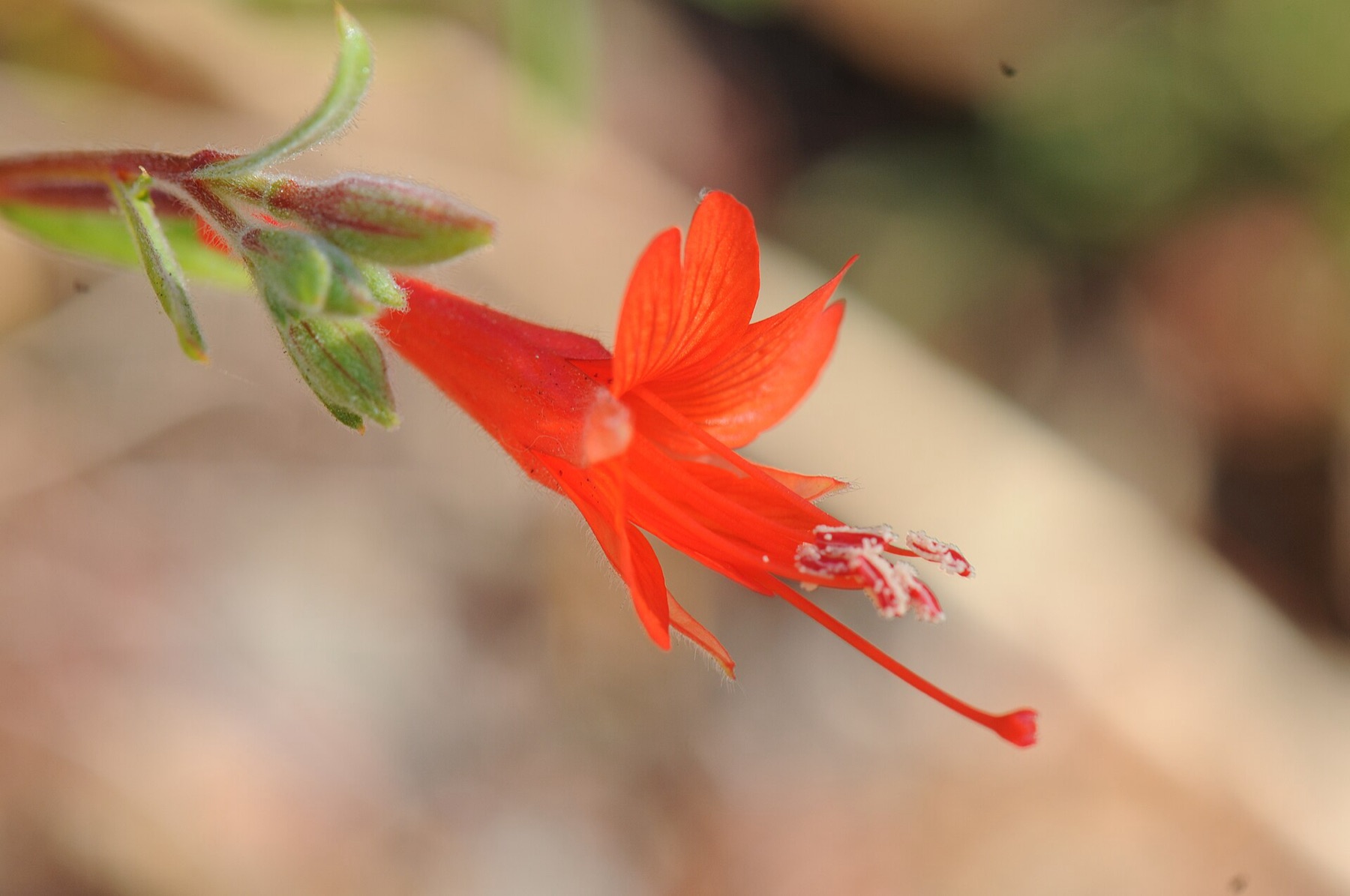 California Fuchsia