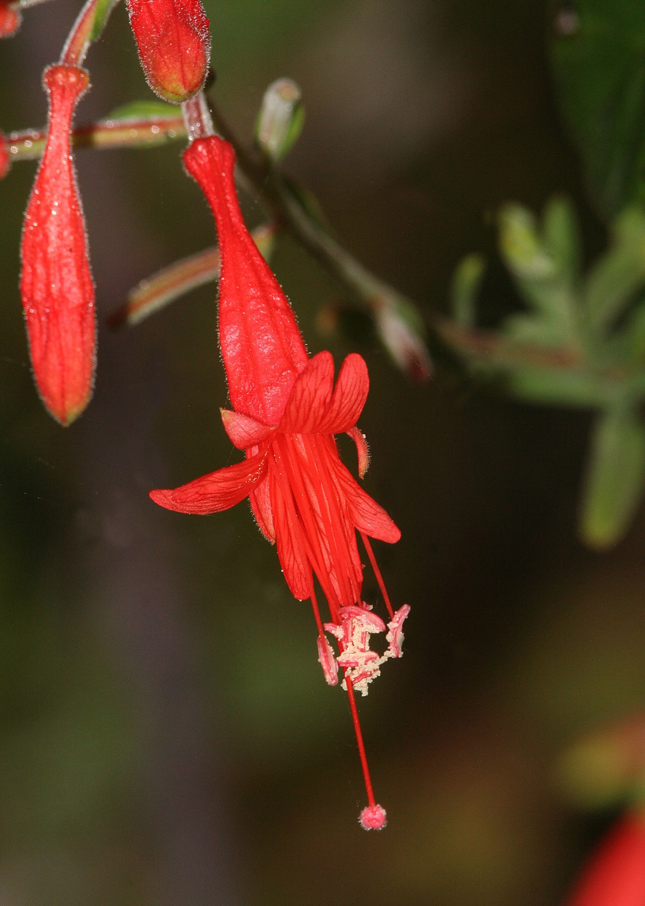 California Fuchsia — photo 2