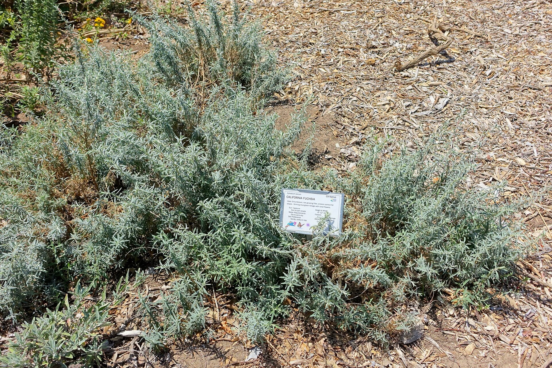 California Fuchsia — photo 3