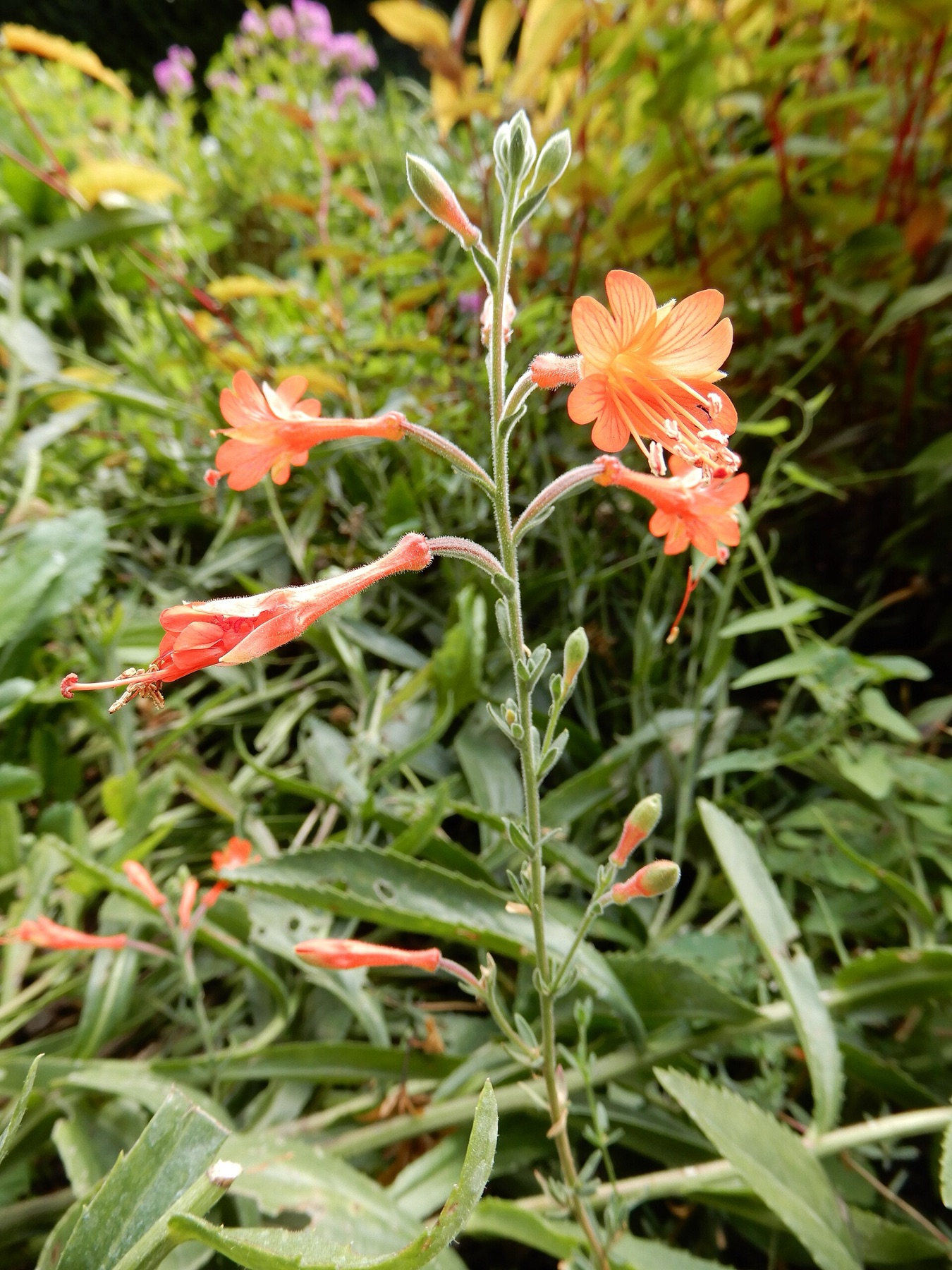 California Fuchsia — photo 4