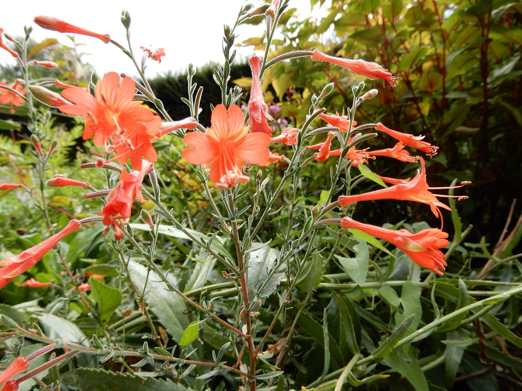 California Fuchsia — photo 5