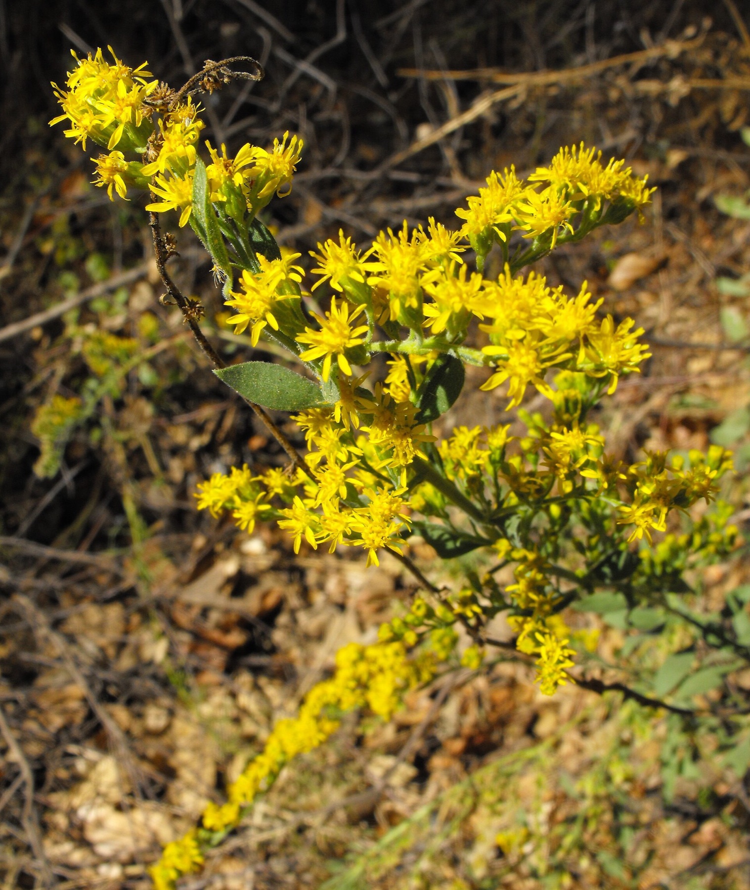 California Goldenrod — photo 6