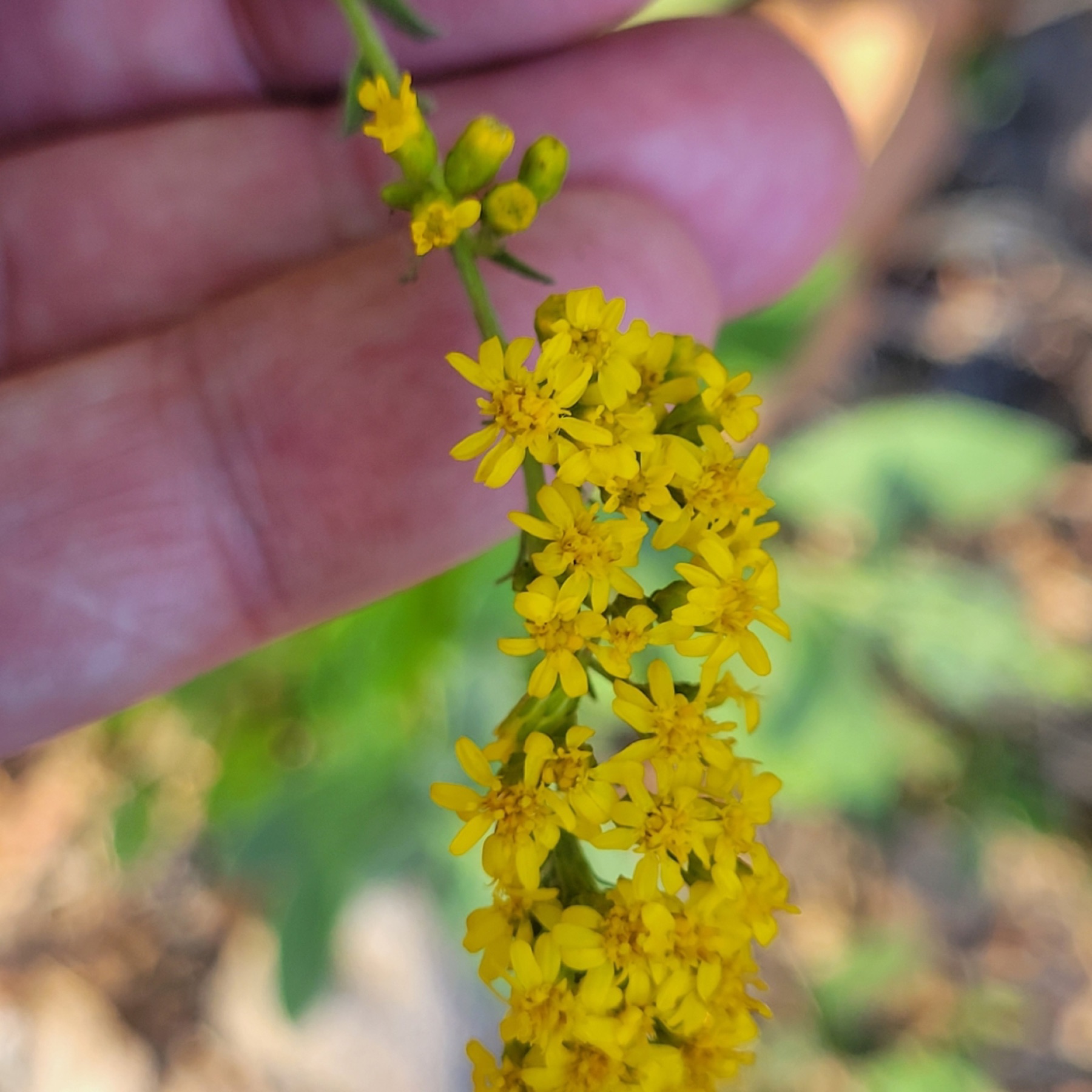 California Goldenrod — photo 7