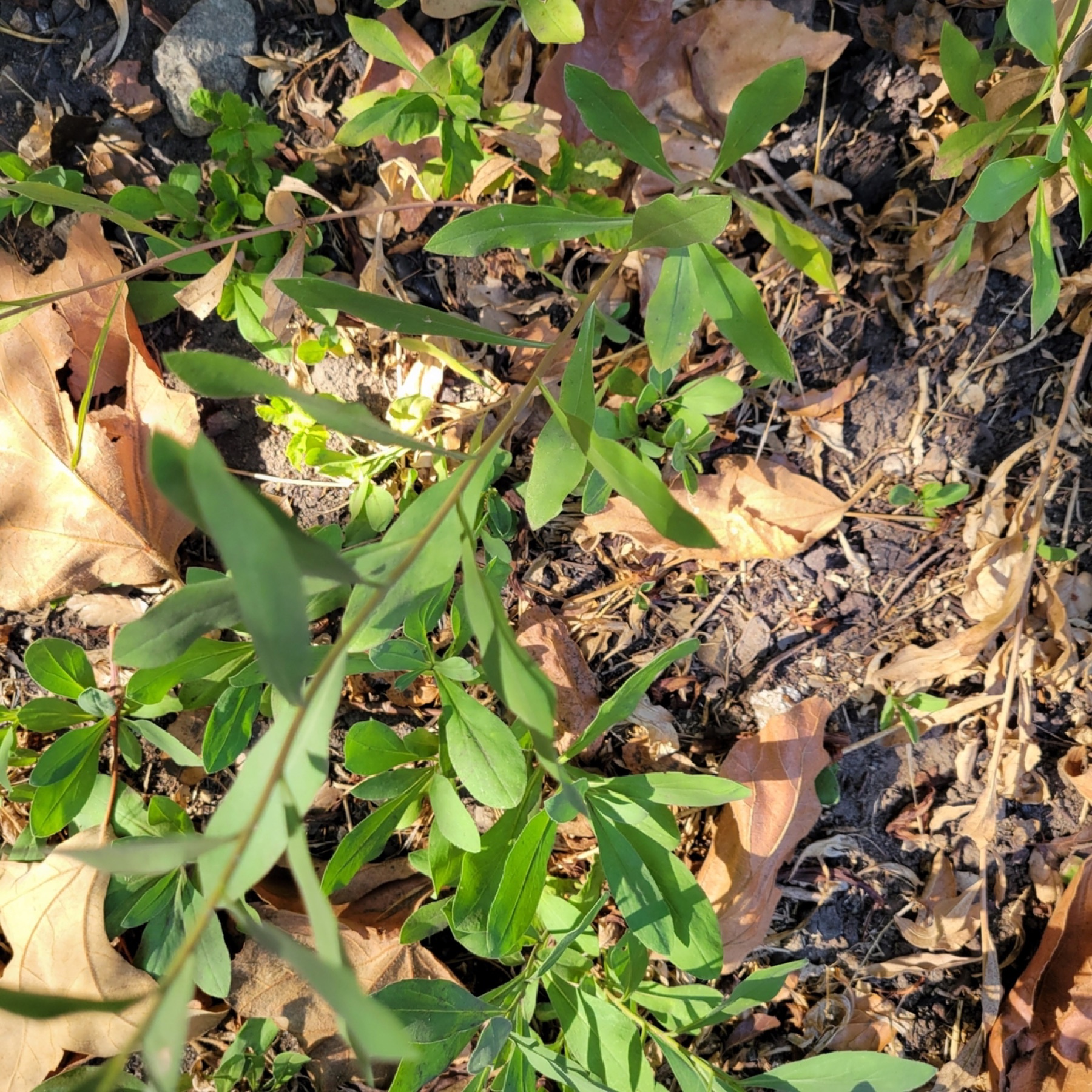 California Goldenrod — photo 8