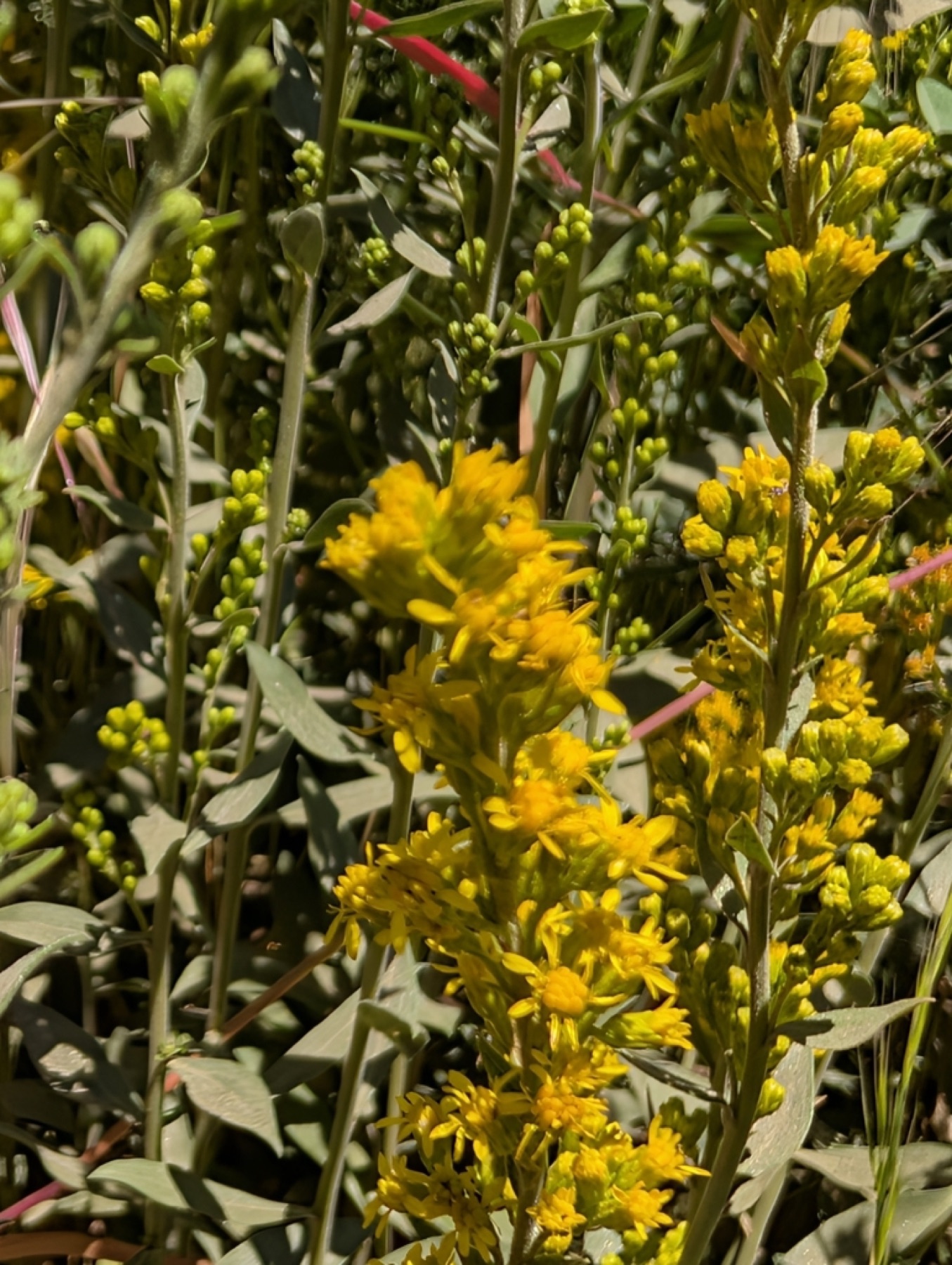 California Goldenrod — photo 9