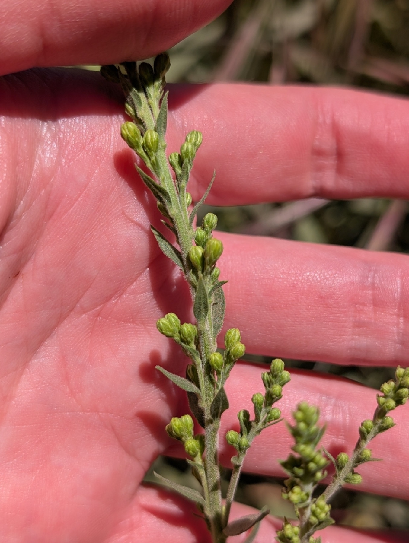 California Goldenrod — photo 10