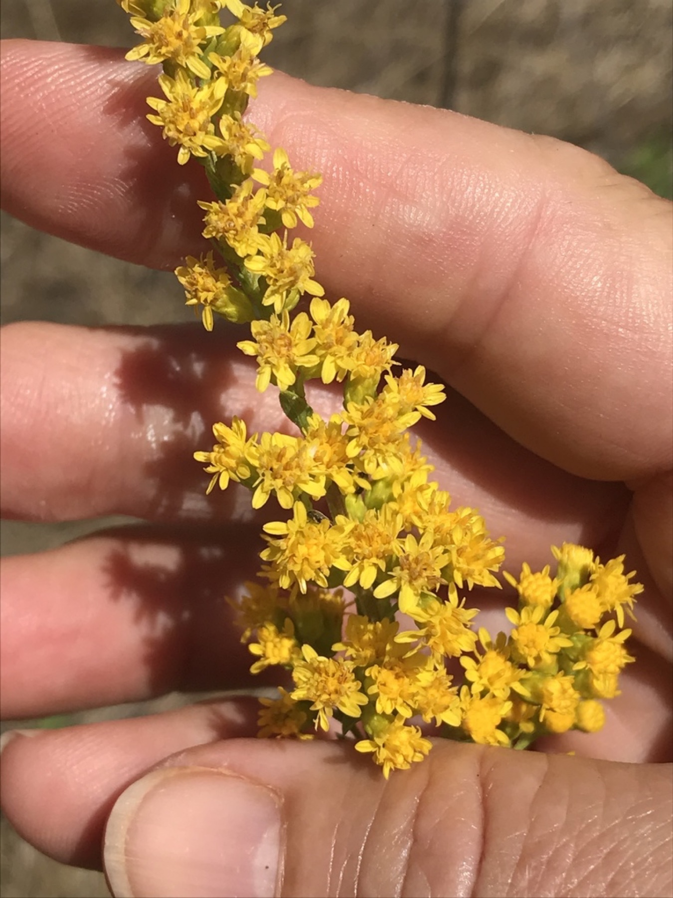 California Goldenrod — photo 11